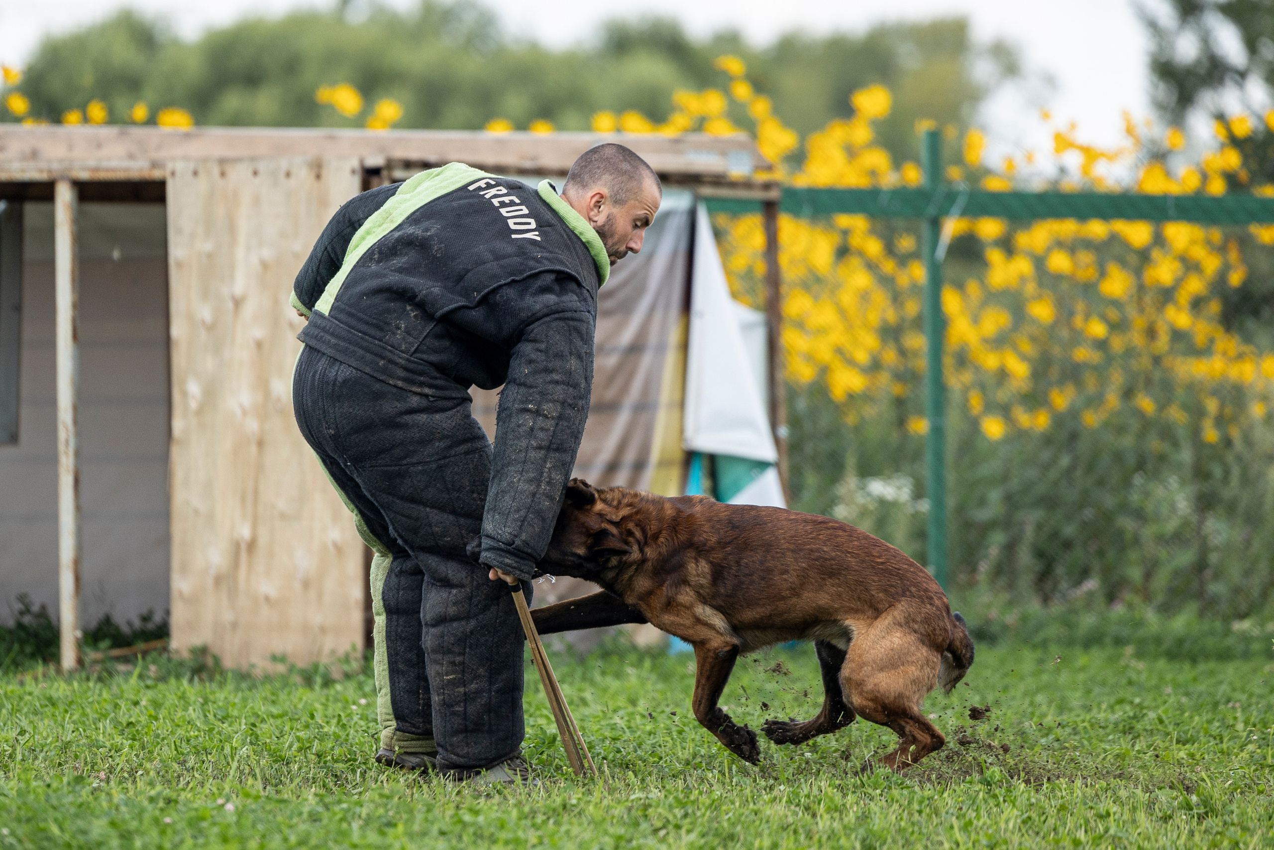 Соревнования по Мондьорингу г. Вологда 10-11.08.2024. Фотограф-анималист Анна Маринич