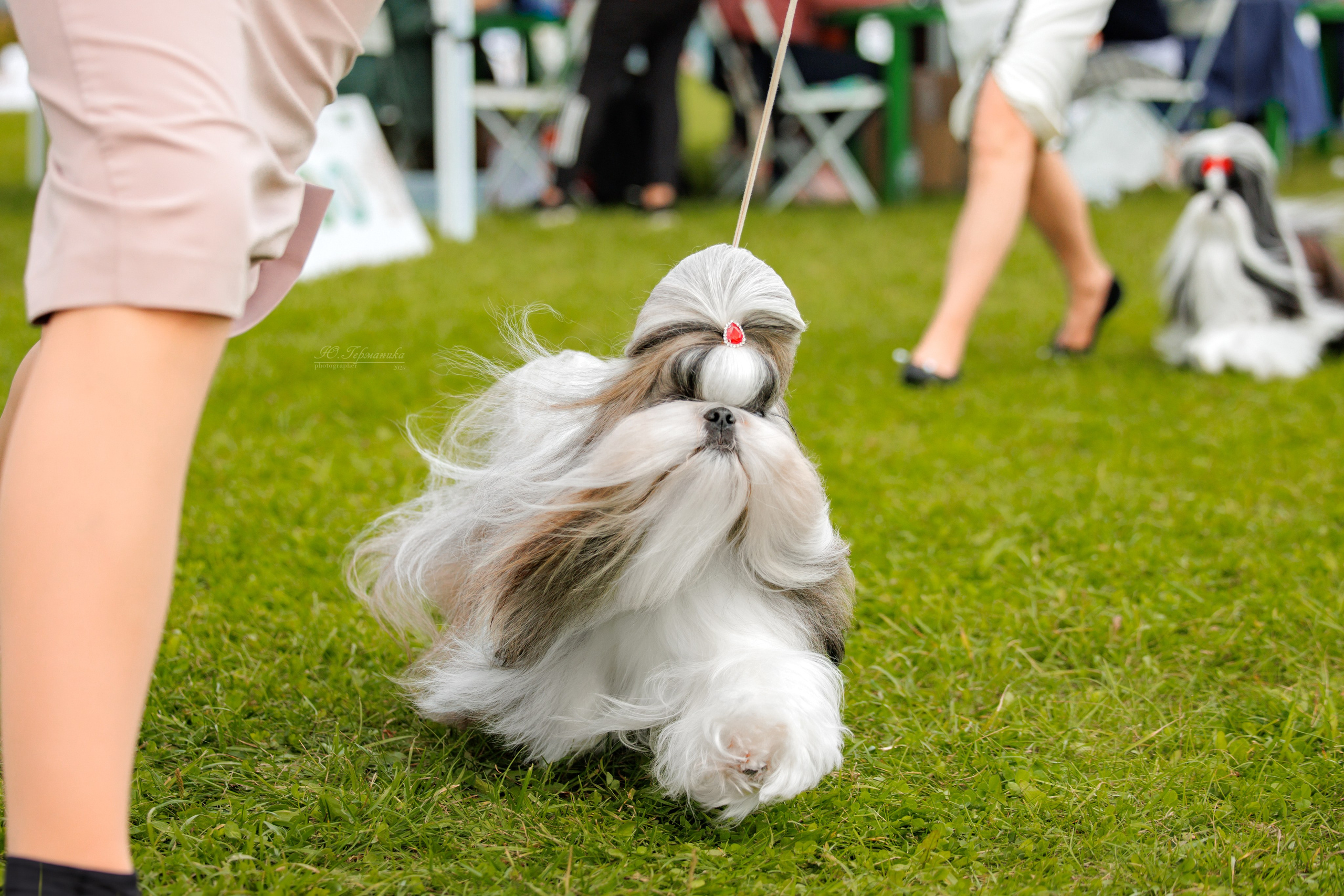 Переславль 5-7.08.2025. Фотограф-анималист Юлия Германика