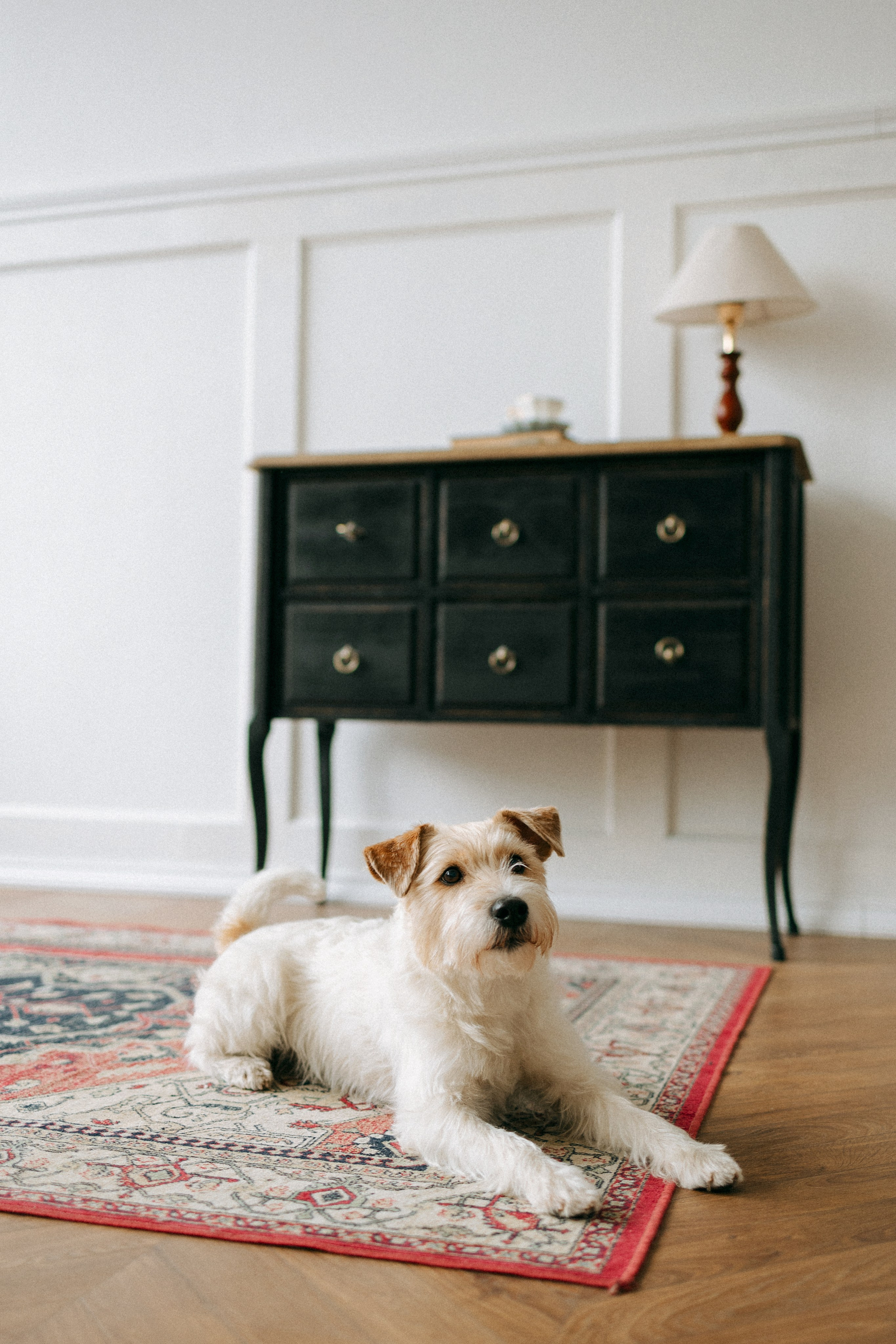 Цунами, Теон и Женя. Фотограф анималист Анастасия Пикей