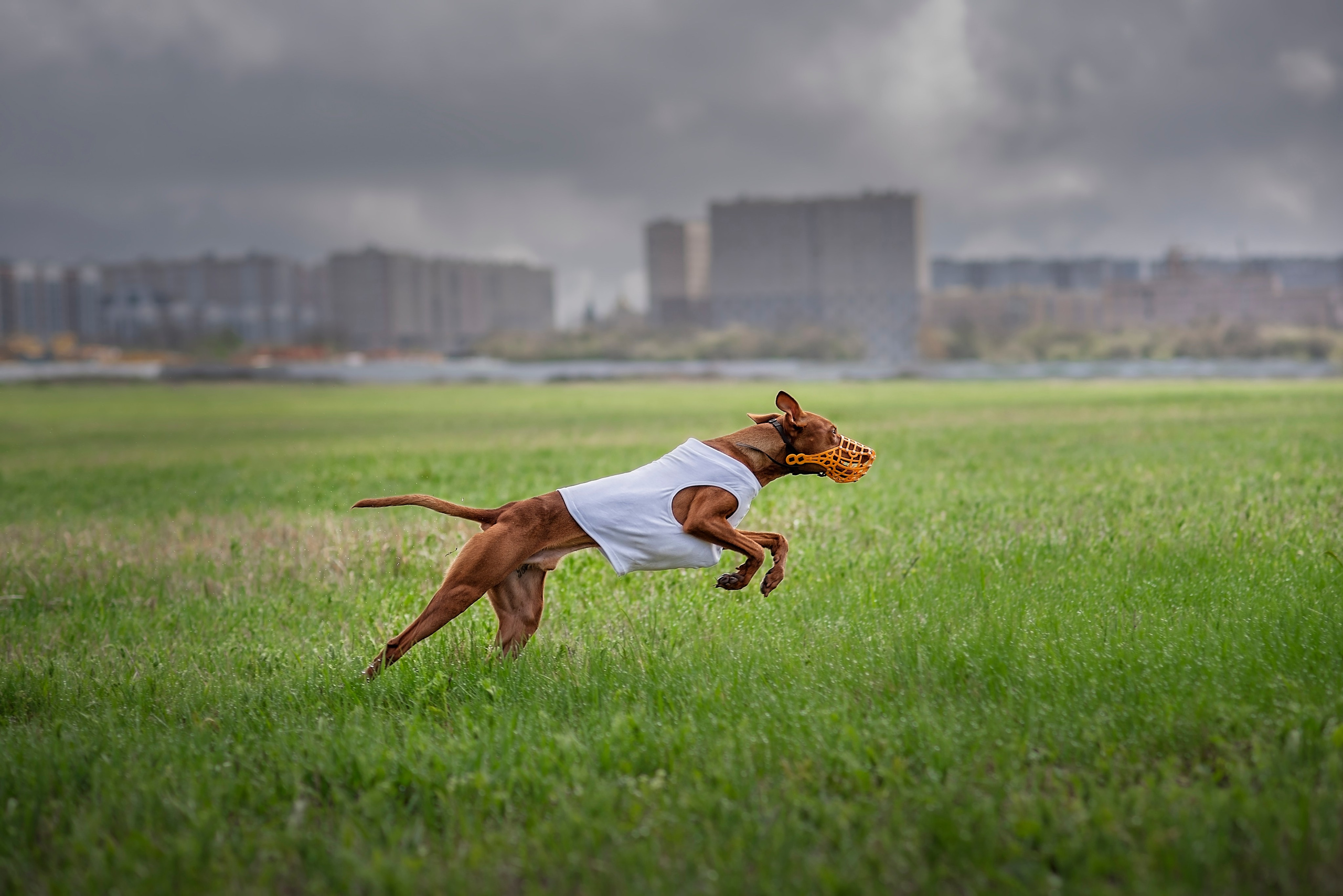 Курсинг. Фотограф анималист Ставрополь Яна Кудлай