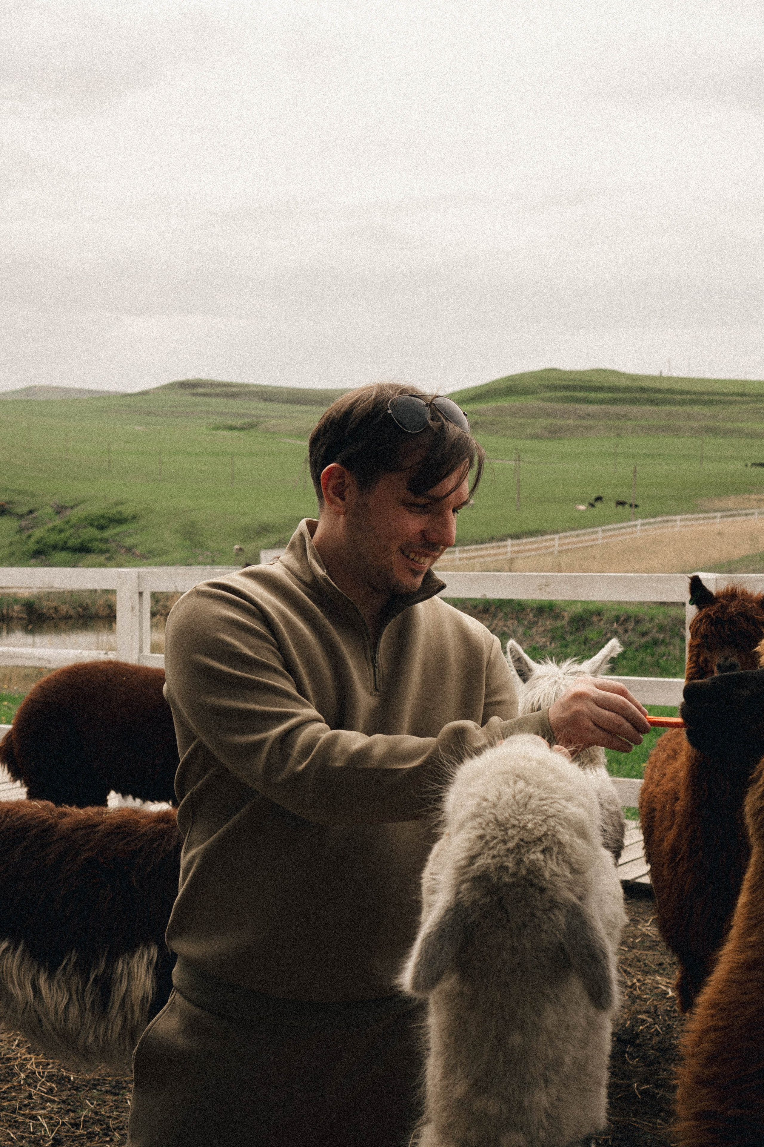 Ферма Альпак. Профессиональный фотограф, Санкт-Петербург — Виктория Богомолова