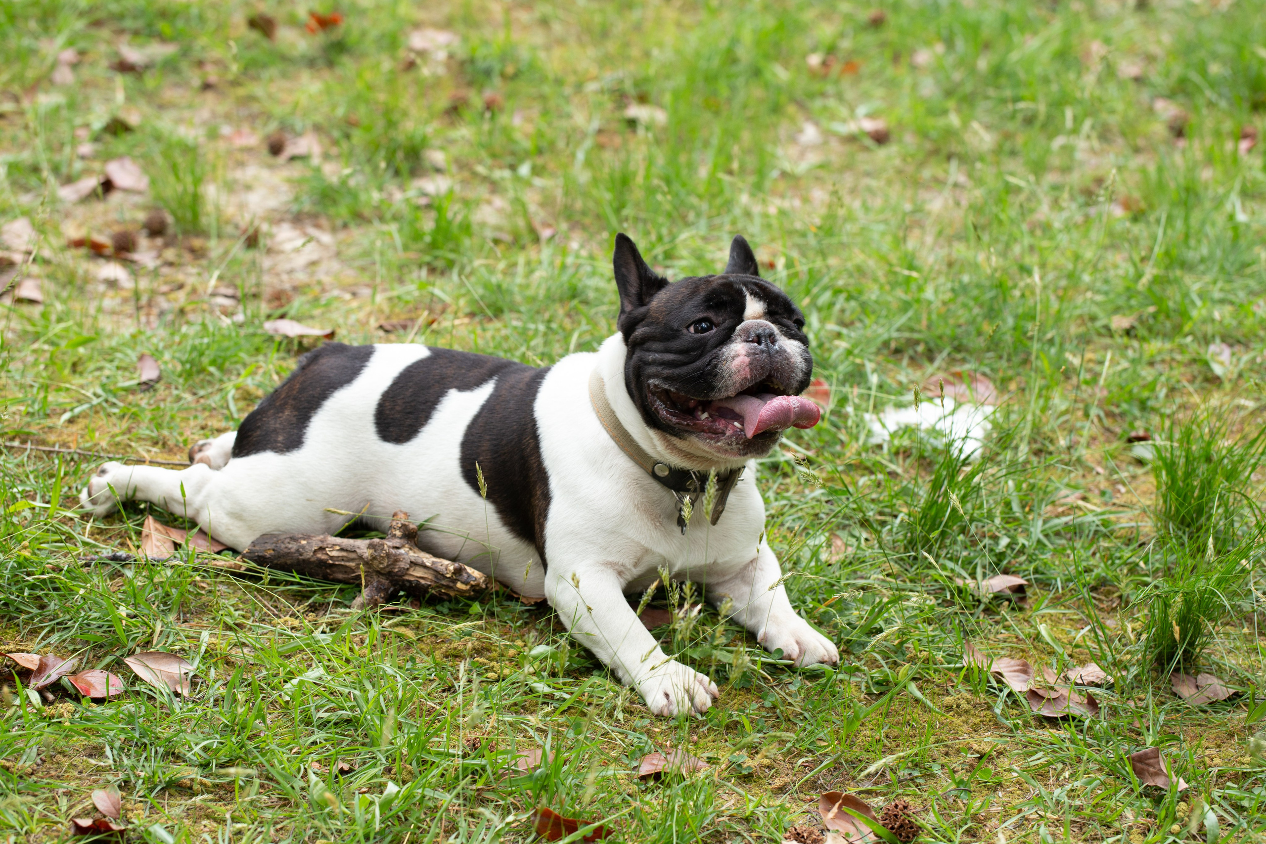 Репортажная съемка французских бульдогов в сочинском парке Ривьера, фотографии на природе, хозяева и их питомцы. Предметный и фудфотограф в Сочи Дарина Погодаева