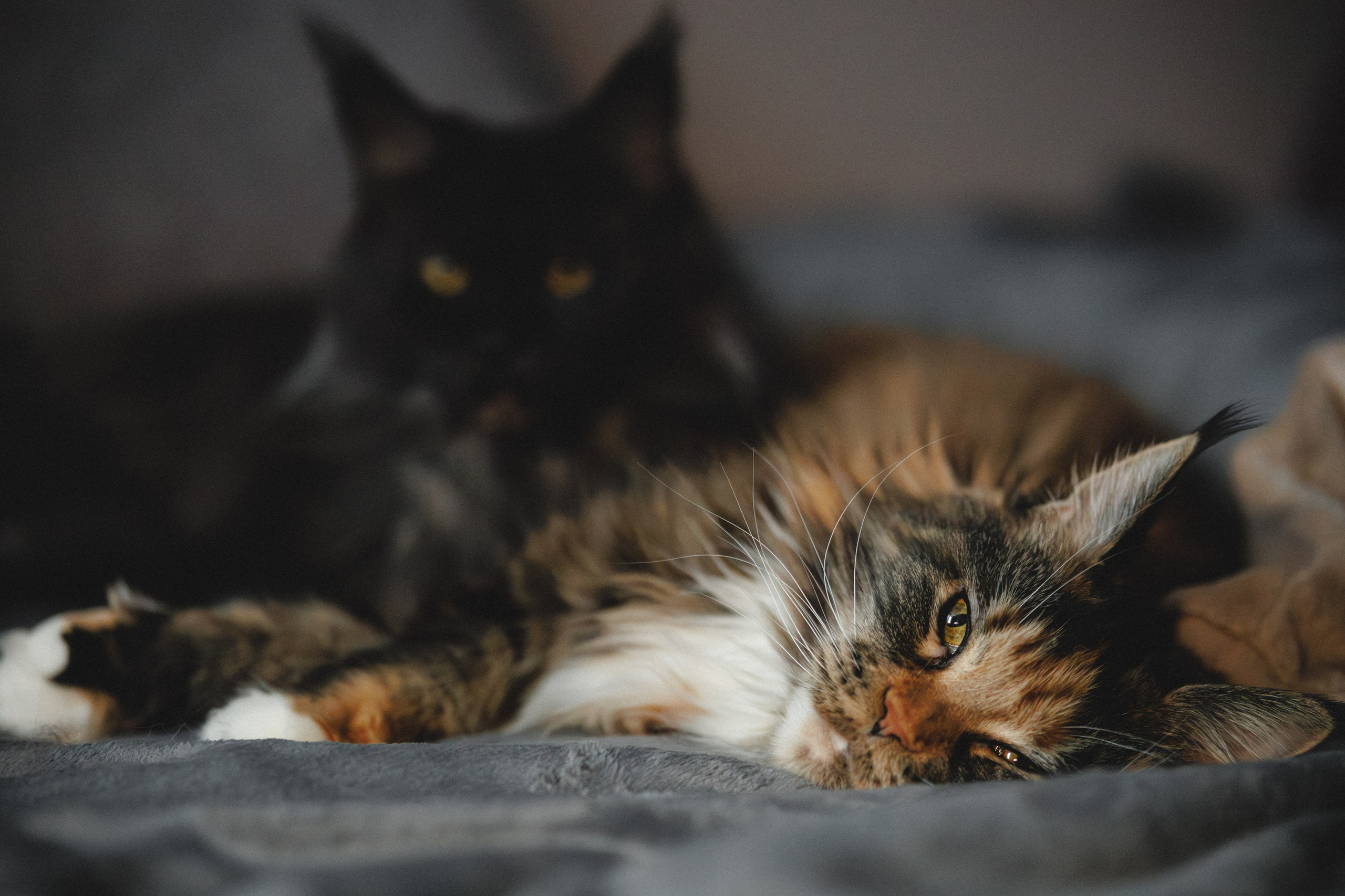 Флоки и Хисса. Фотограф в Санкт-Петербурге Алёна Губинская