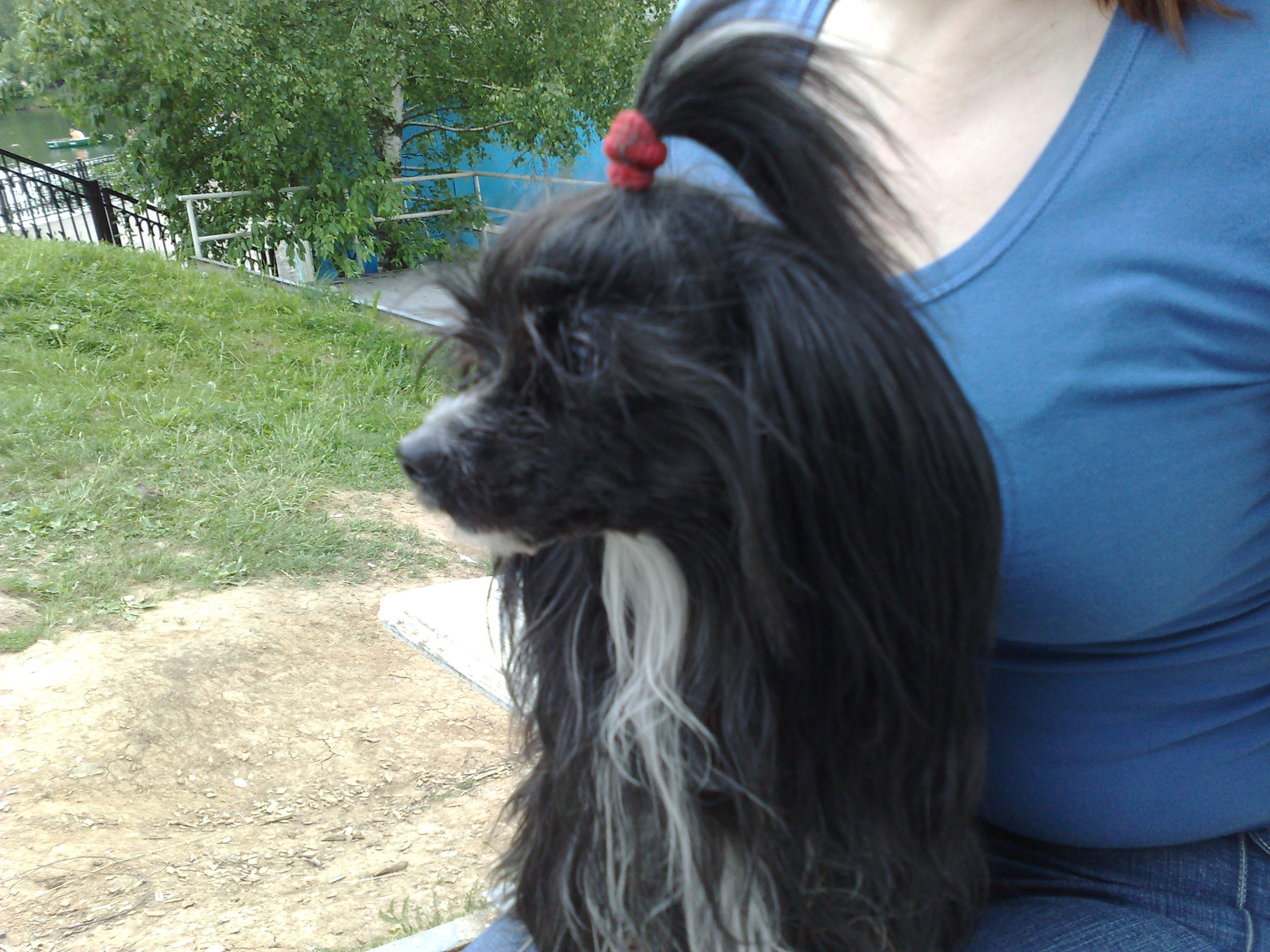 Зося на прогулке. Питомник китайских хохлатых собак Poale Ell: купить щенка в питомнике