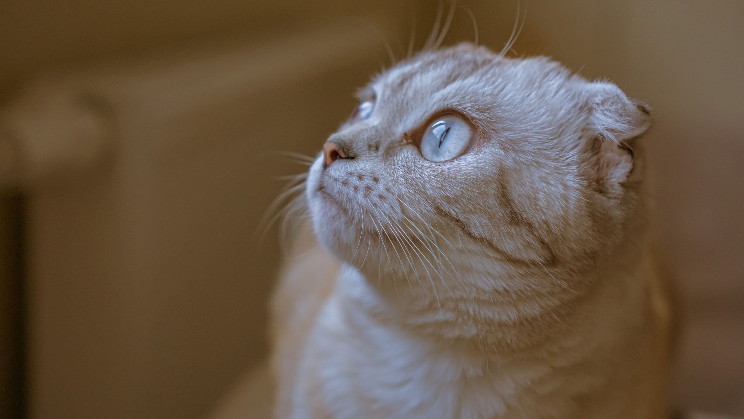 Ария. Фотограф в Кстово и Нижнем Новгороде KOLOSOK