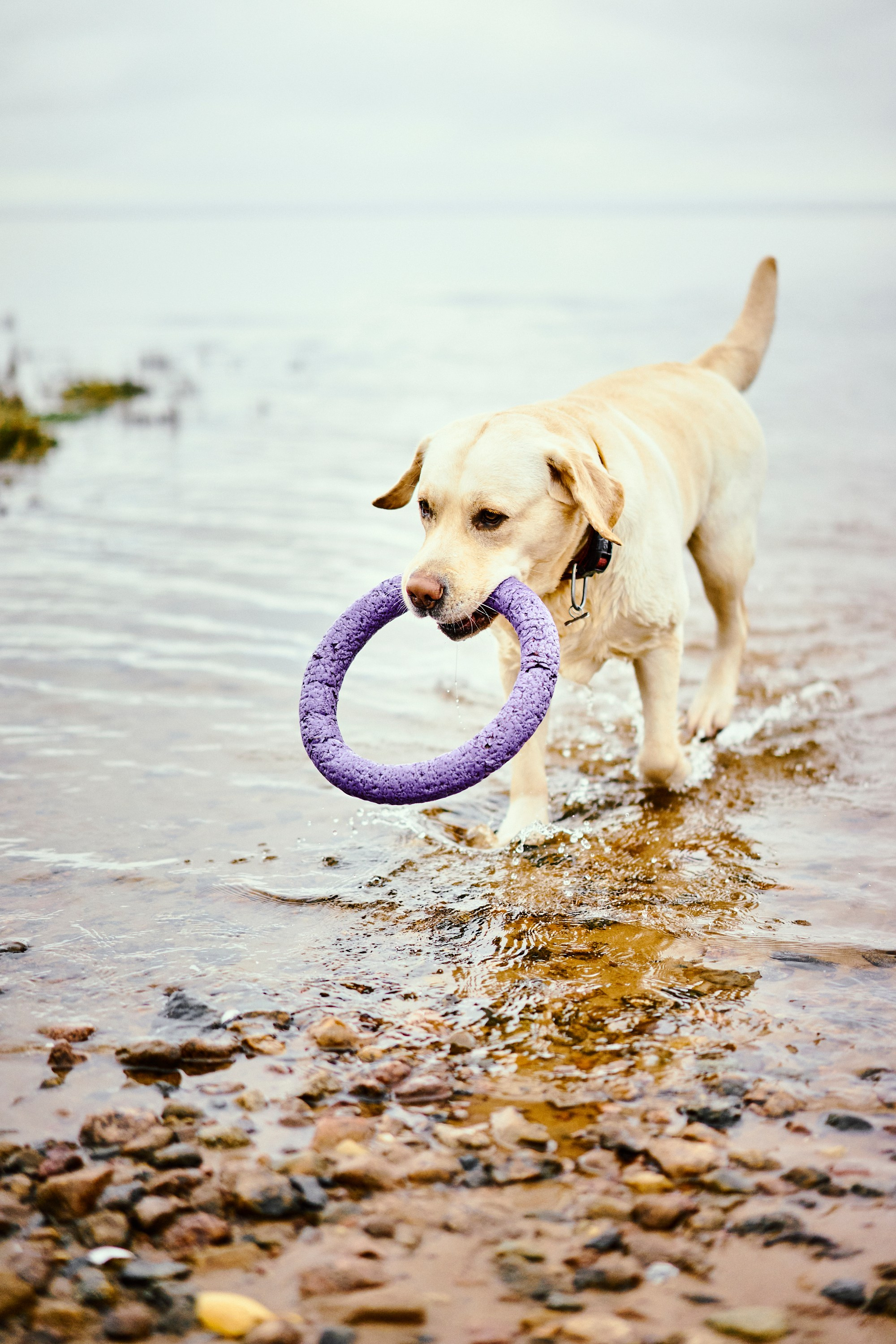 Bell and Black. Vutitsa