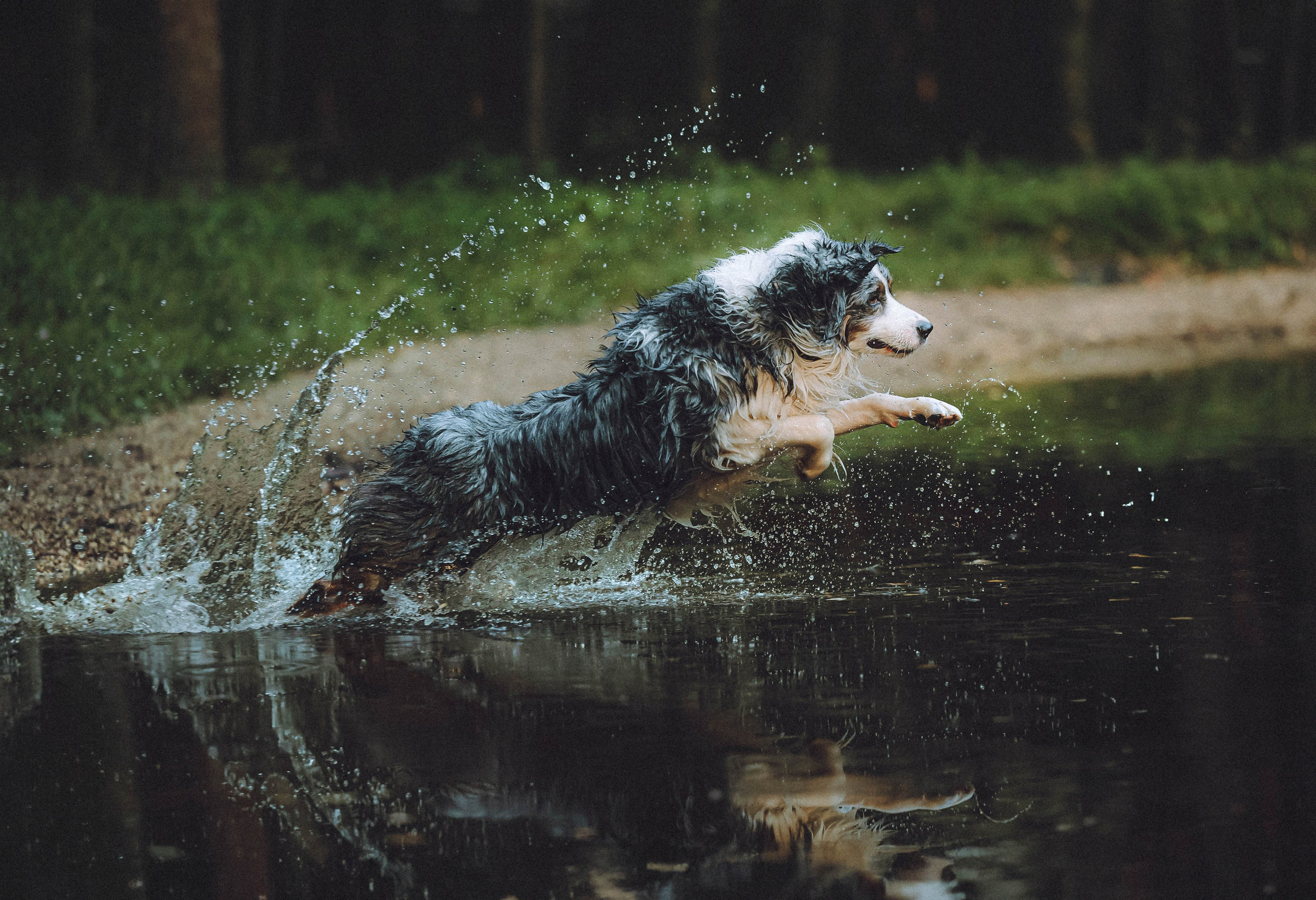 Лена, Принц и Фенек