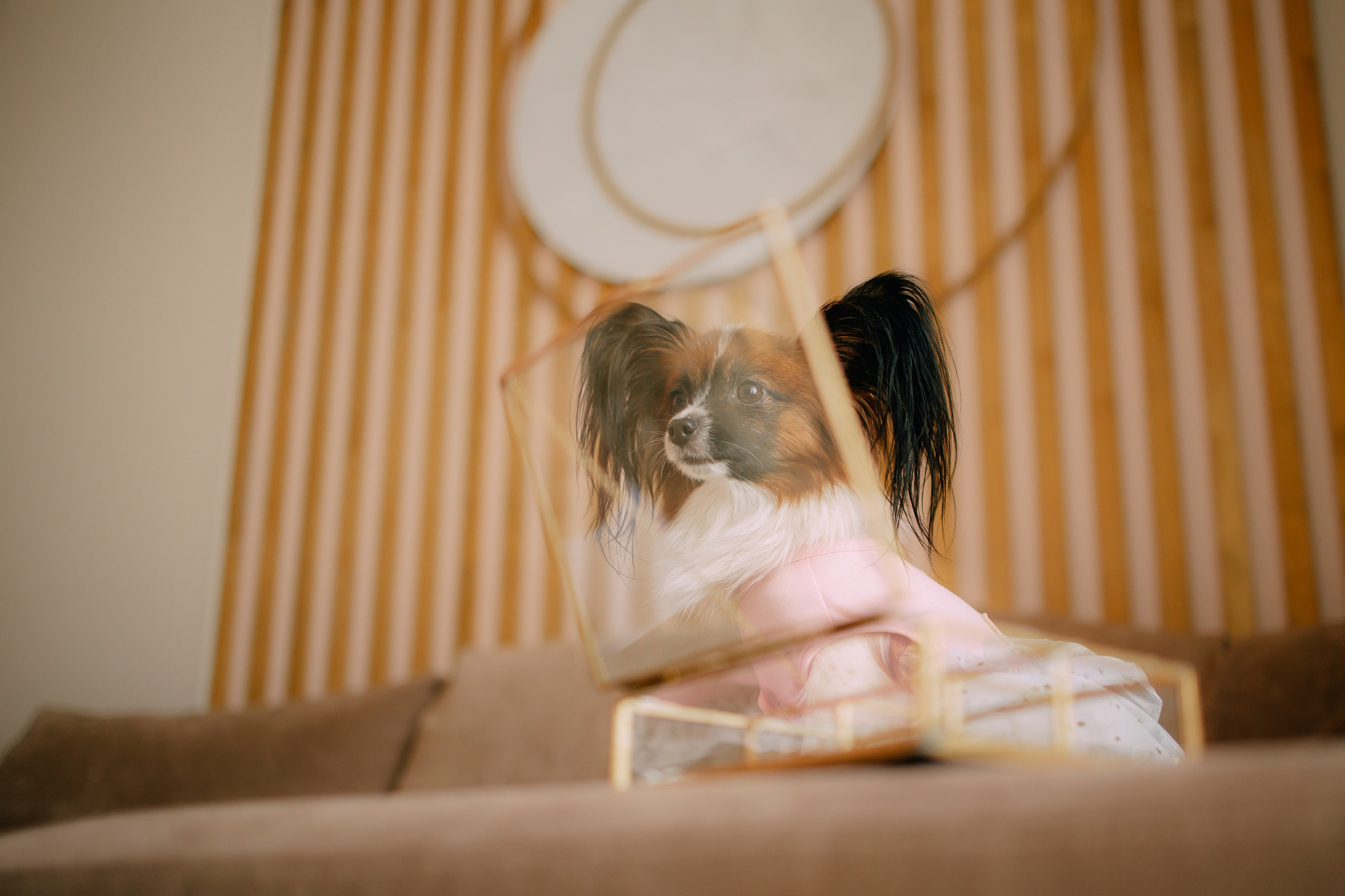 Султан, Мэй Мэй и Шанталь и их семья