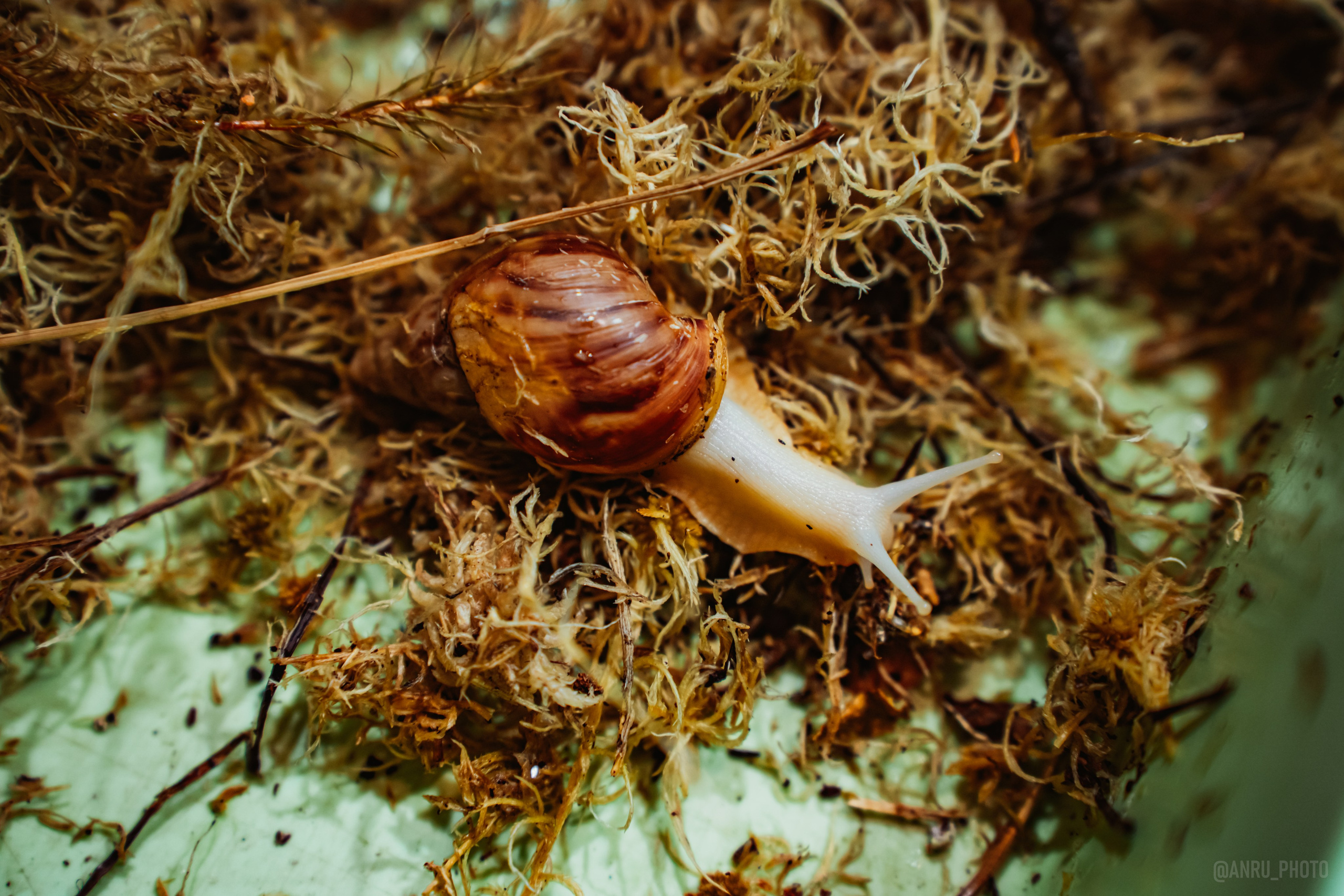 Рептилиум. Репортажный фотограф Анастасия Рубцова