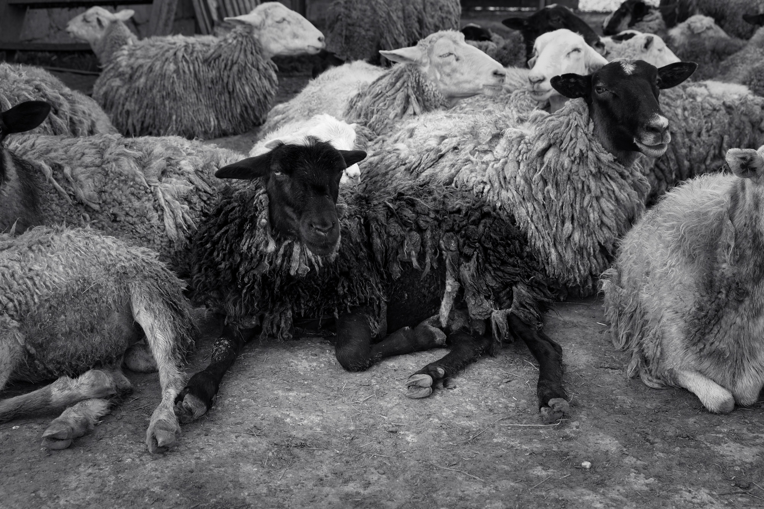 Съемка животных, собак, щенков, фото помета, портрет питомцев. Портретный и семейный фотограф в Перми Лена Лоза. Портрет для бизнеса