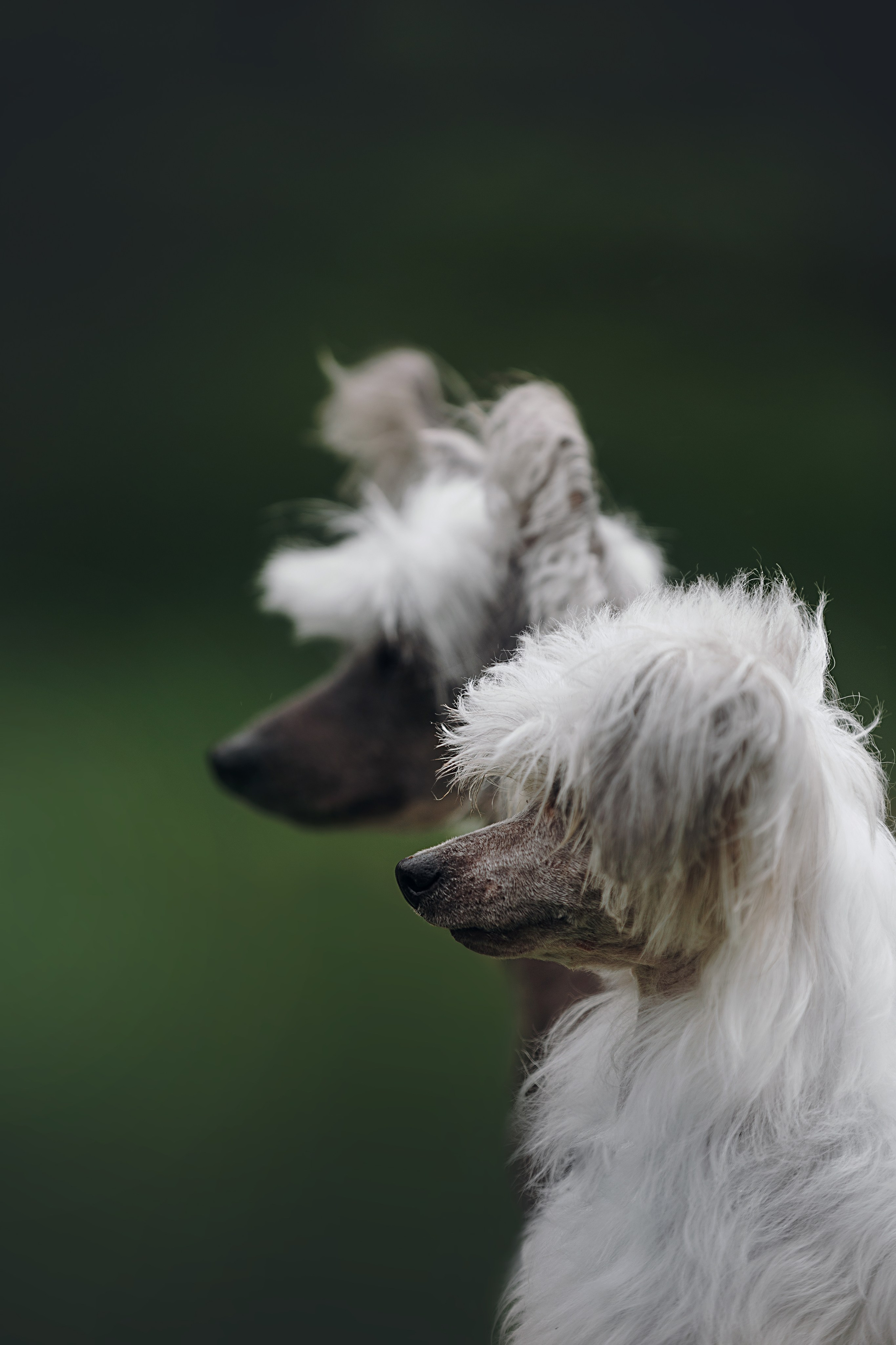 Лили, Уся, Вика и их семья. Фотограф анималист Кристина Карпова, Москва