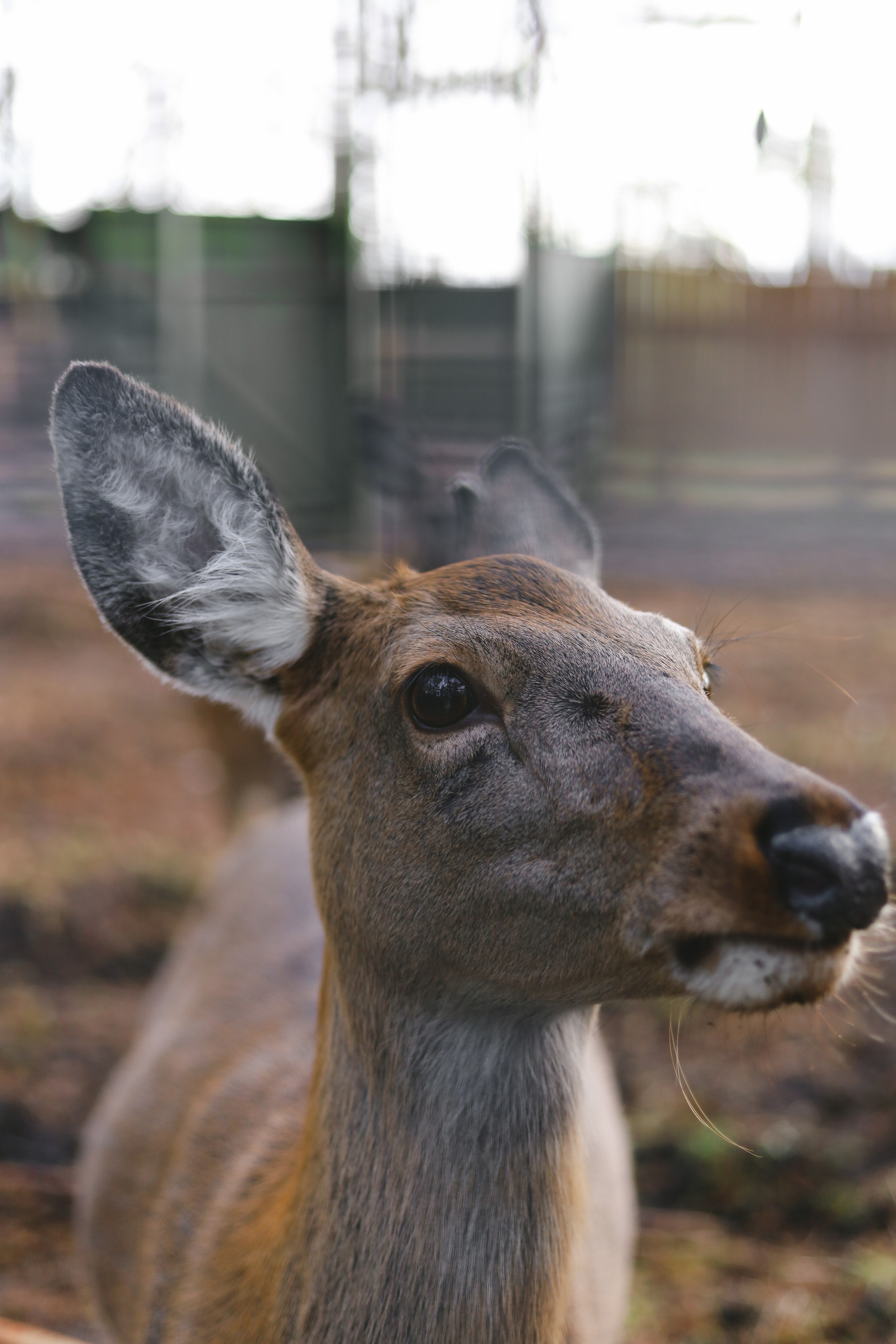 Животные. Фотограф в Москве Бастракова Юлия