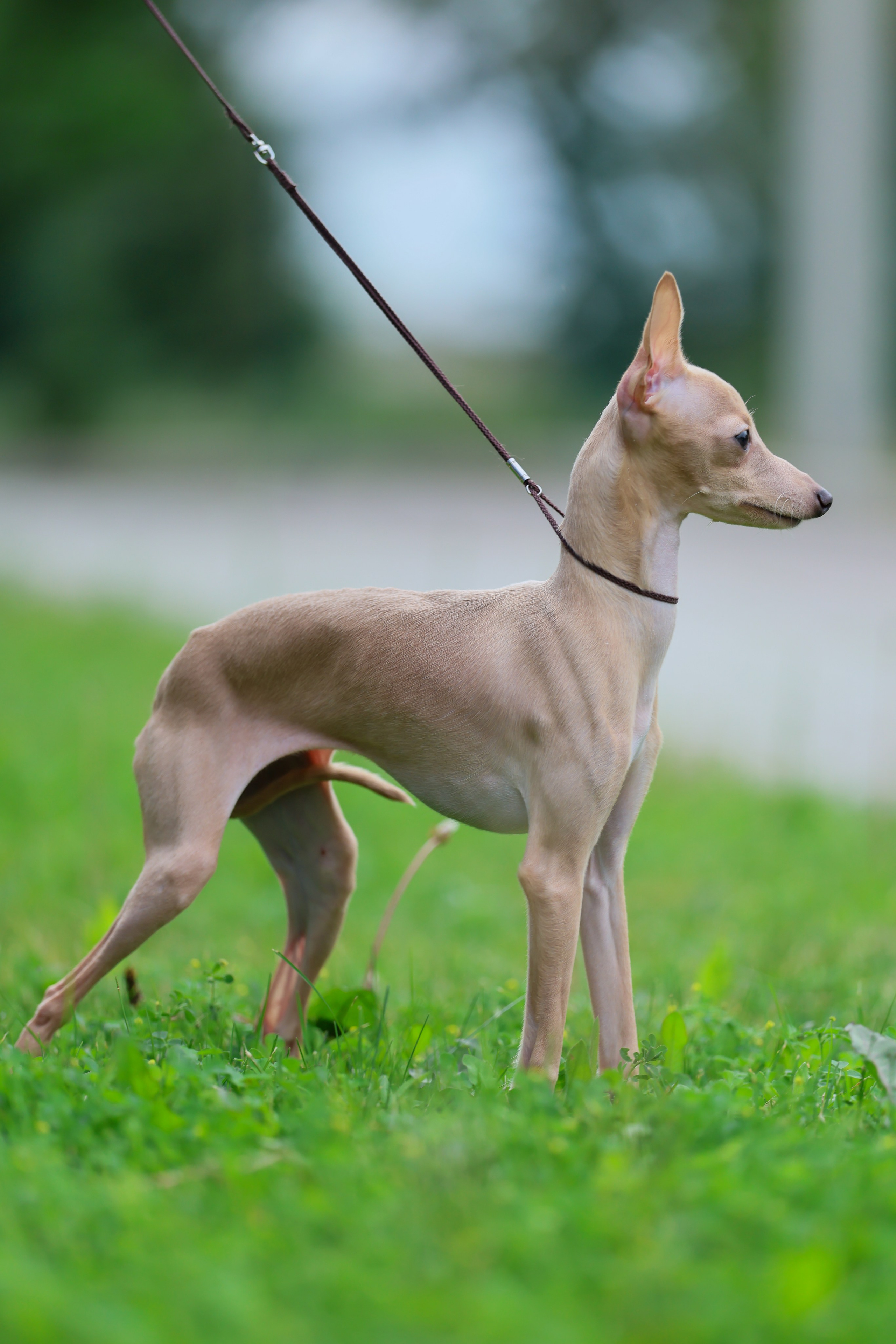 Кремовая Лекси. Professional Italian Greyhound Kennel RKF/FCI ASTI SAPPHIRE 💎 Sochi|St. Petersburg