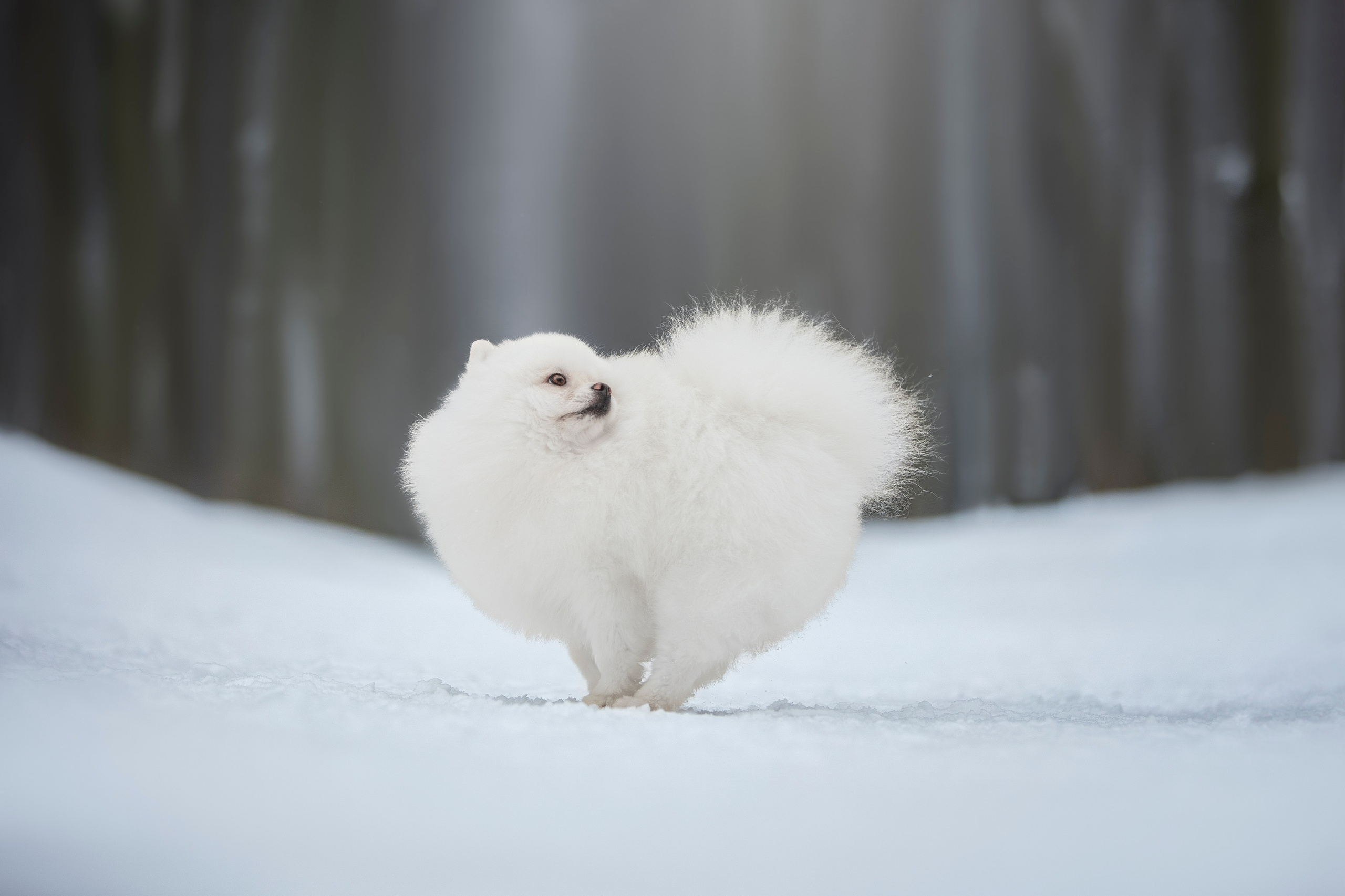 Настя, Игорь, Тесс и Марс. Фотограф анималист в Москве Майорова Евгения