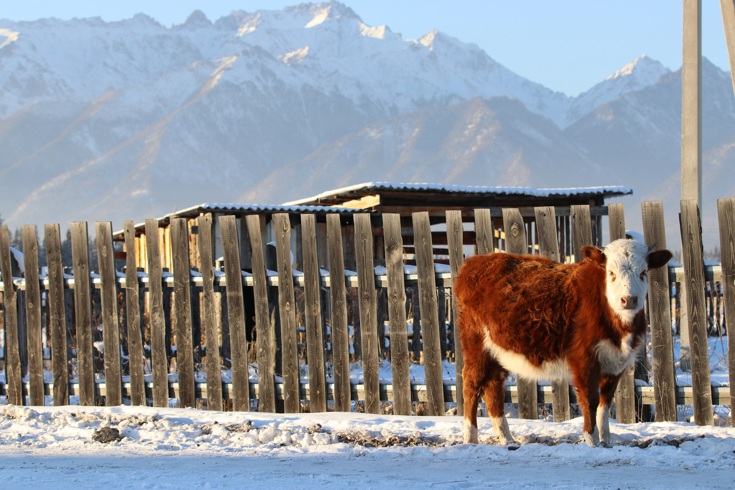 Аршан. Январь 2022. Путешественник-фотограф из Санкт-Петербурга Татьяна Свистулина