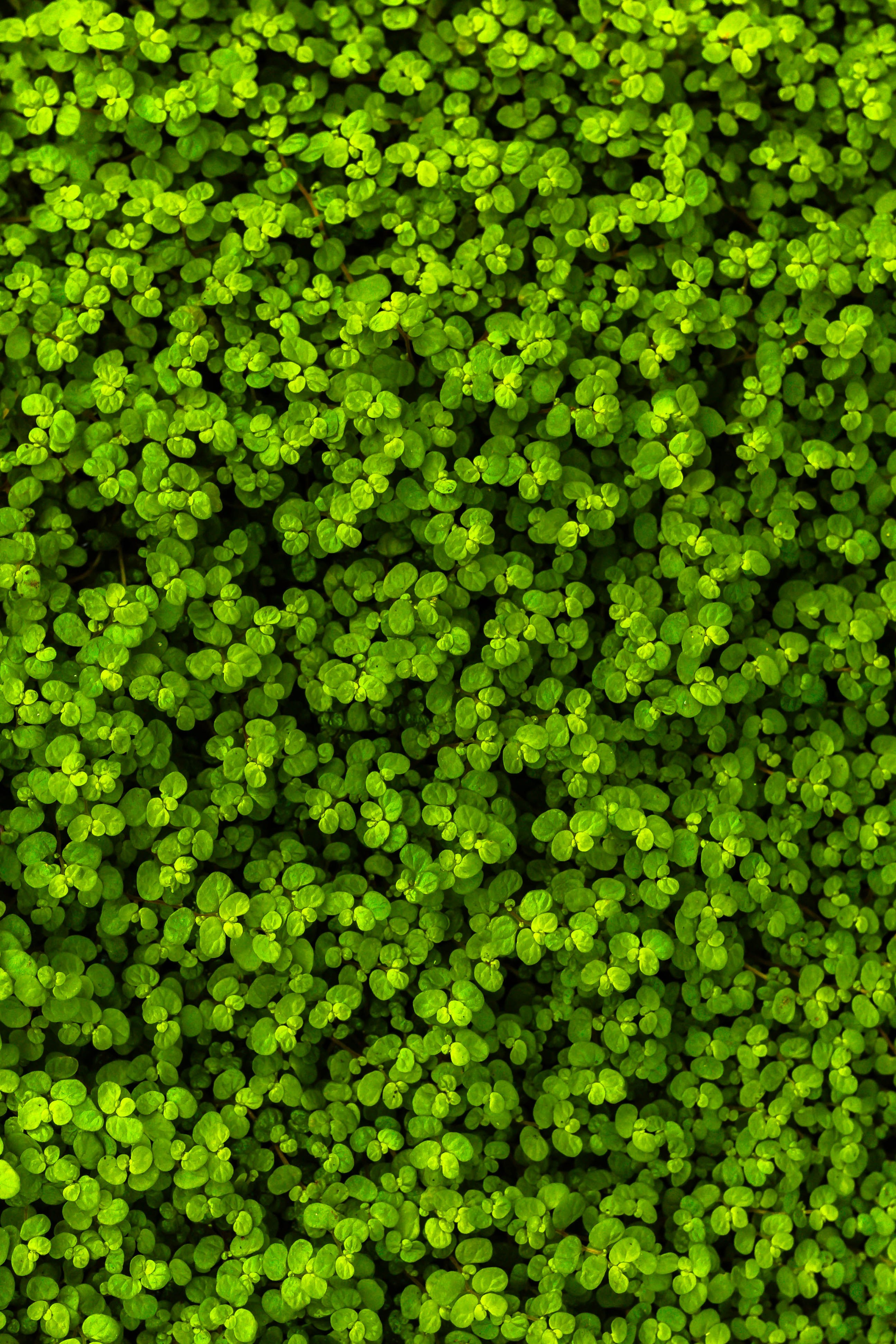 Фотографии природы Липецка. Свадебный и семейный фотограф Виолетта в Липецке