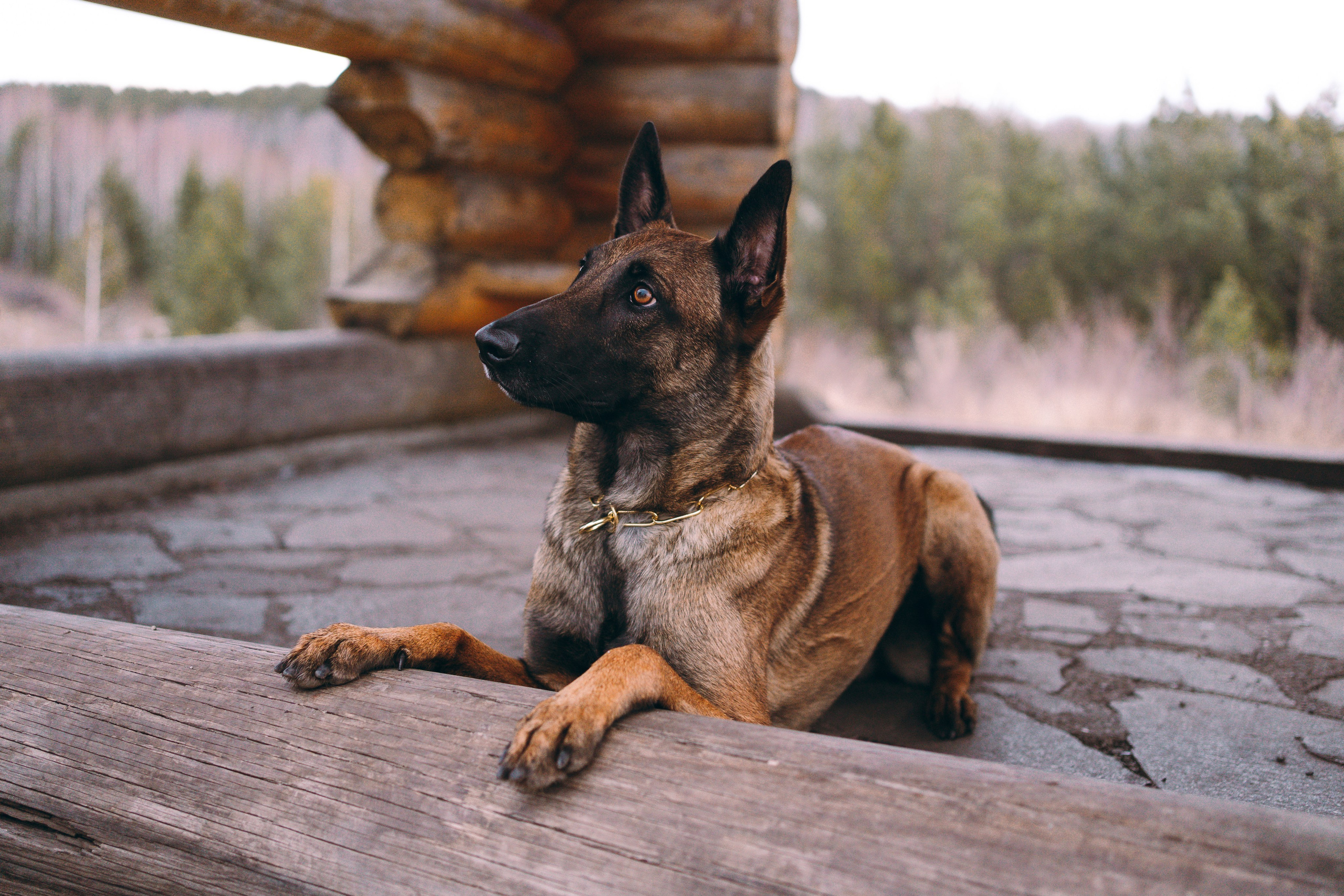 Екатерина и Барди. Фотограф-анималист Анастасия Большакова