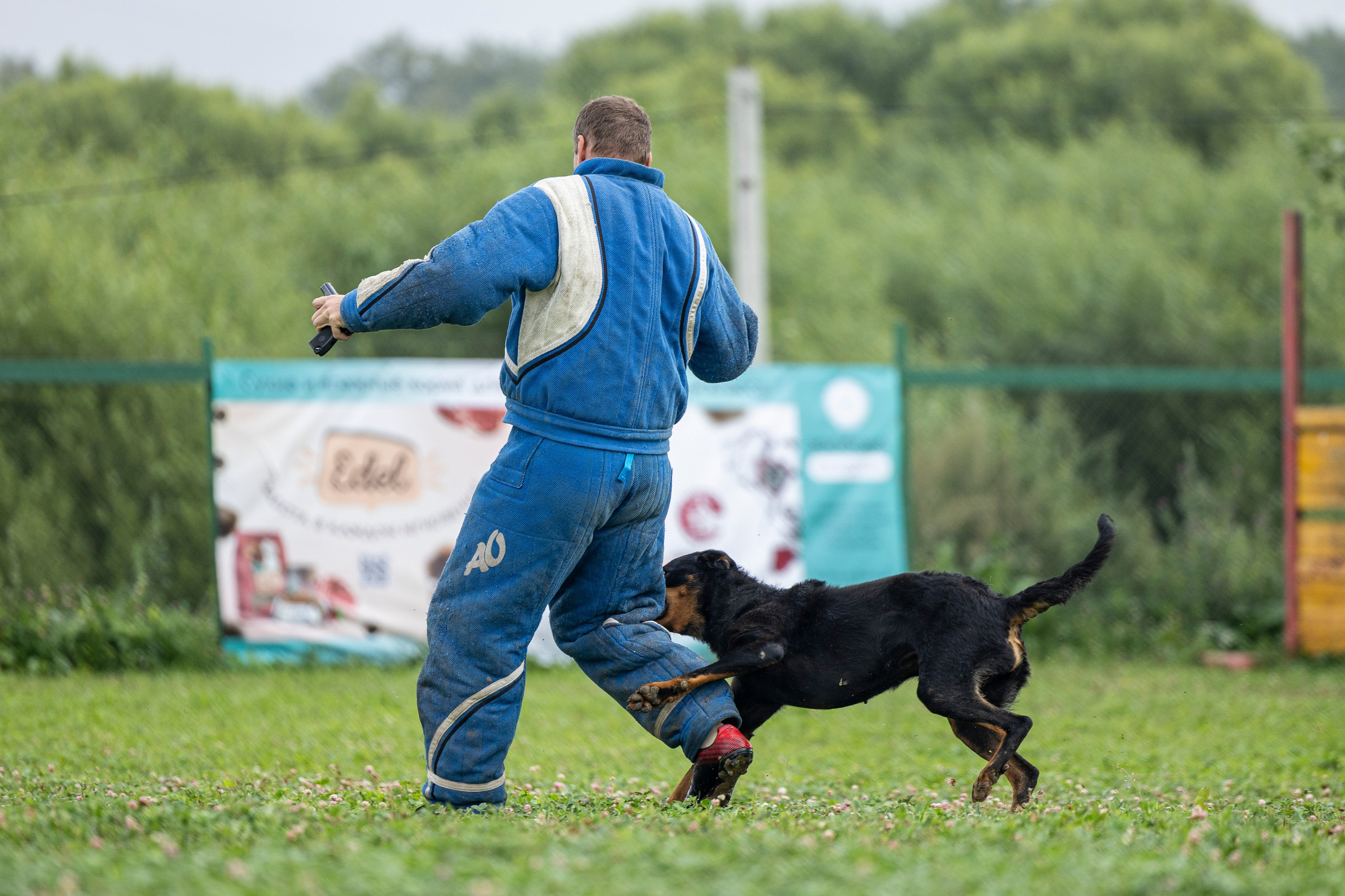 Соревнования по Мондьорингу г. Вологда 10-11.08.2024. Фотограф-анималист Анна Маринич