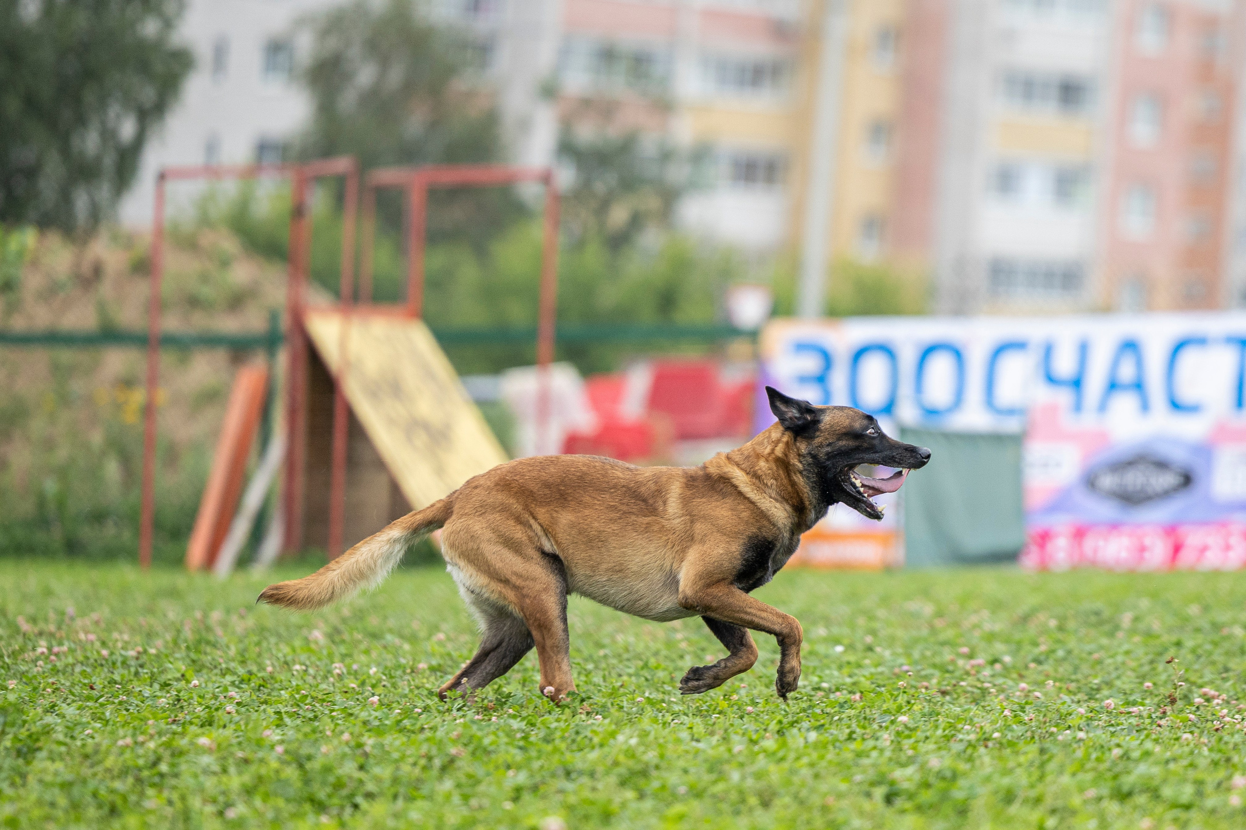 Соревнования по Мондьорингу г. Вологда 10-11.08.2024. Фотограф-анималист Анна Маринич