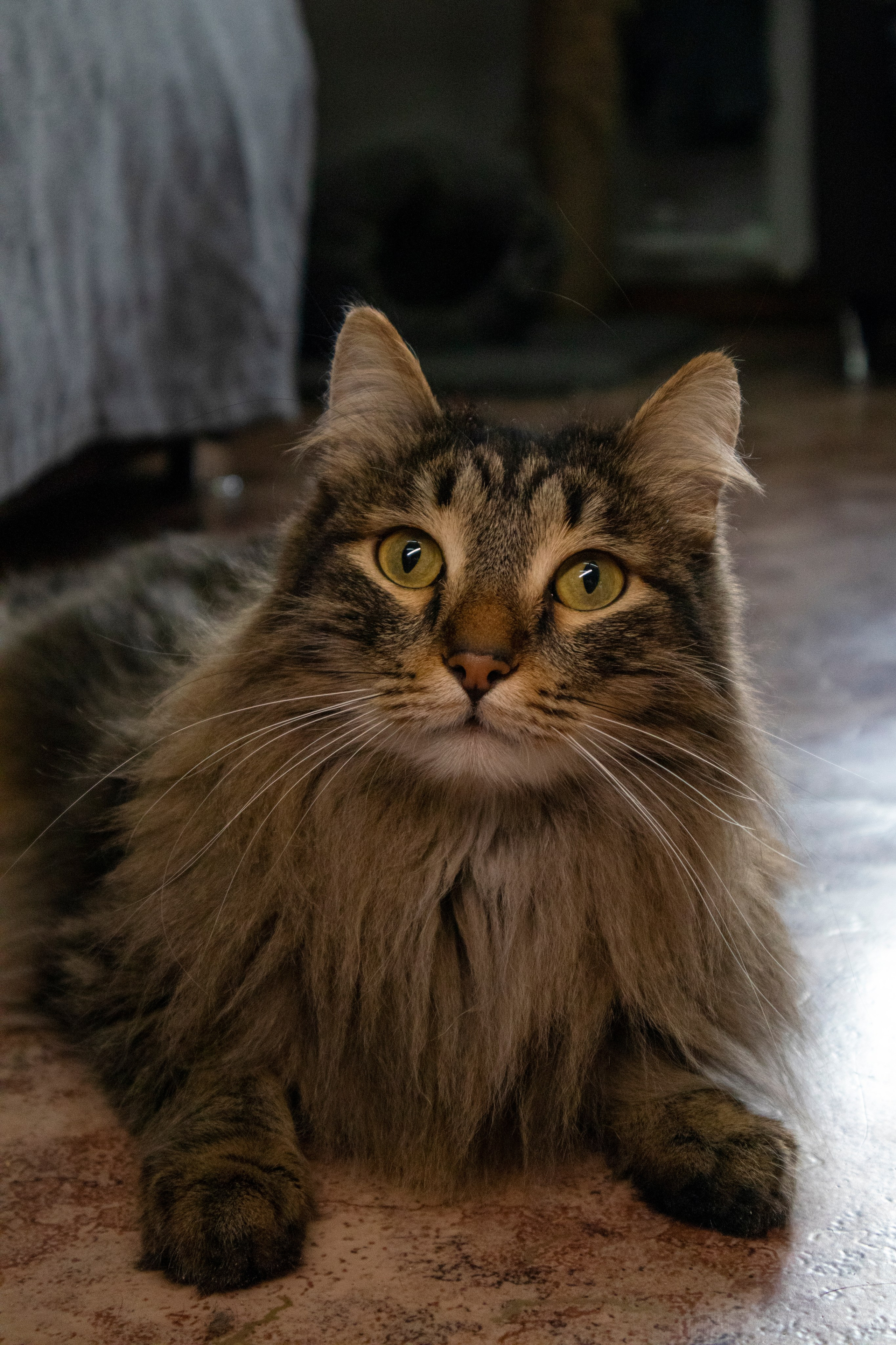 Животные. Фотограф Красноярск | Касьянова Мира