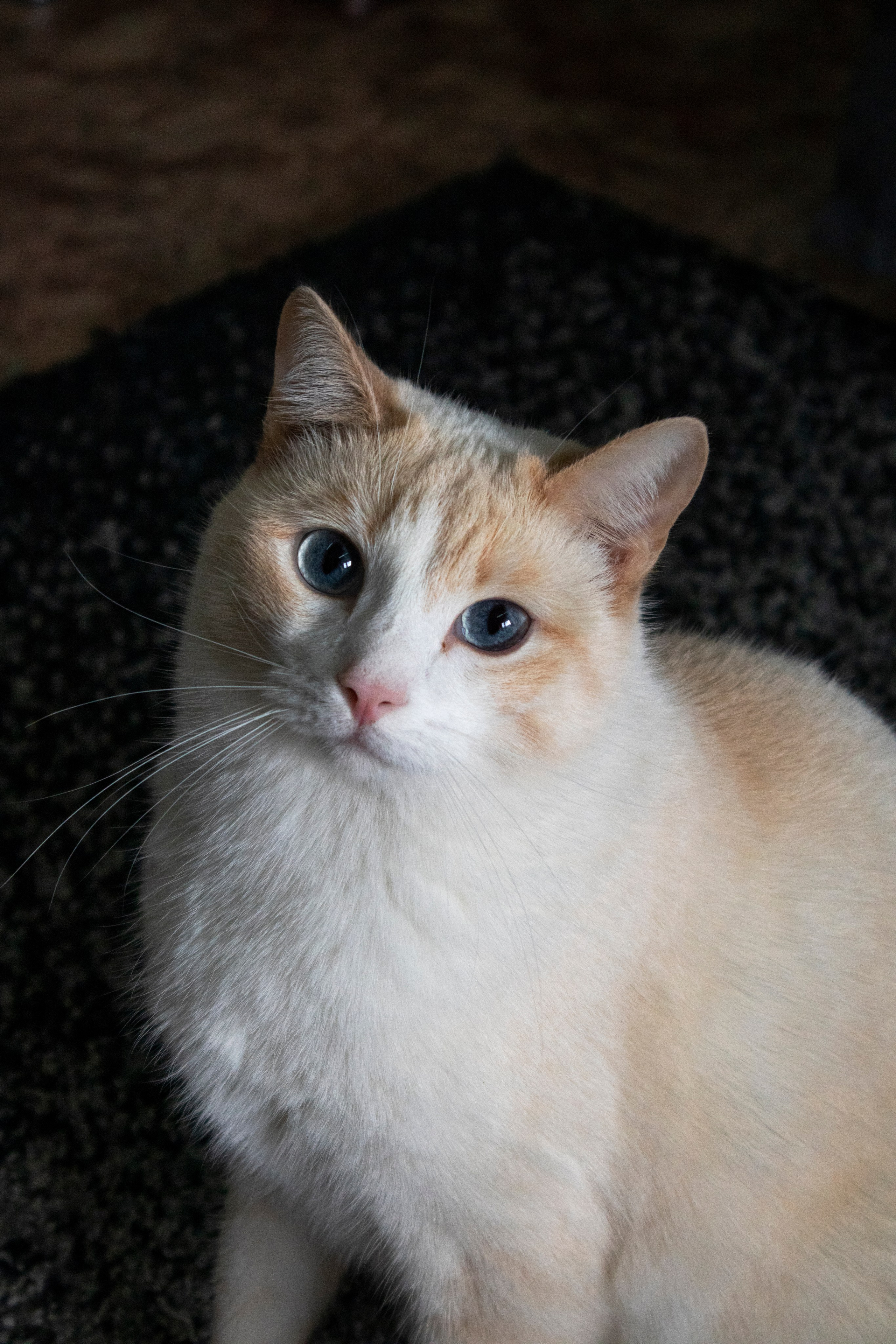 Животные. Фотограф Красноярск | Касьянова Мира