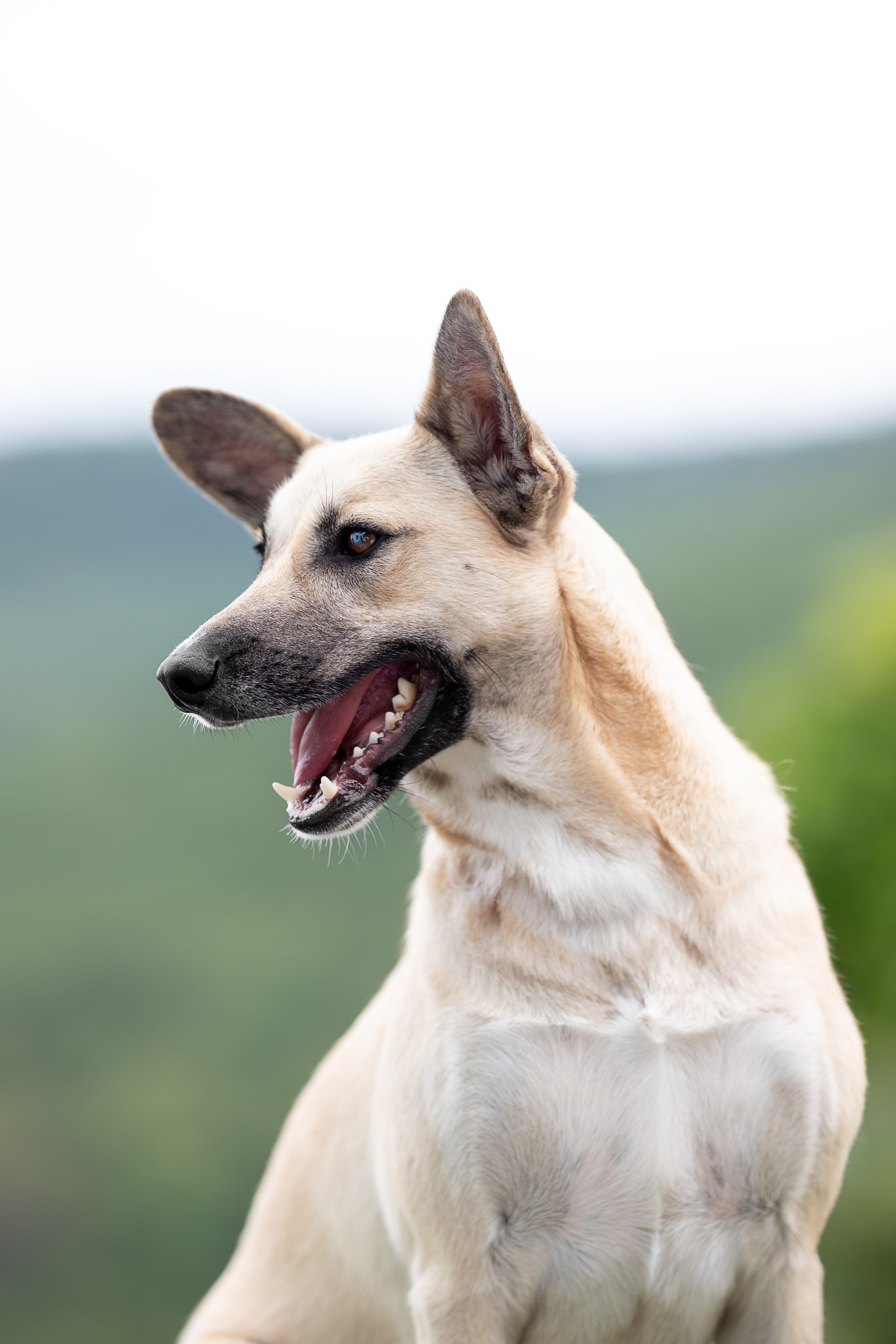 Мини-приют «Возрождение». Ирина Голомб|Фотограф-анималист в  Сочи и Калининграде