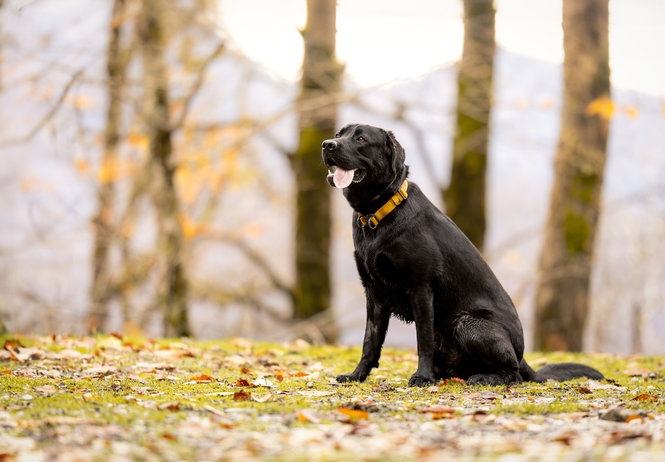 Локи, Лабрадор-ретривер. Ирина Голомб|Фотограф-анималист в  Сочи и Калининграде