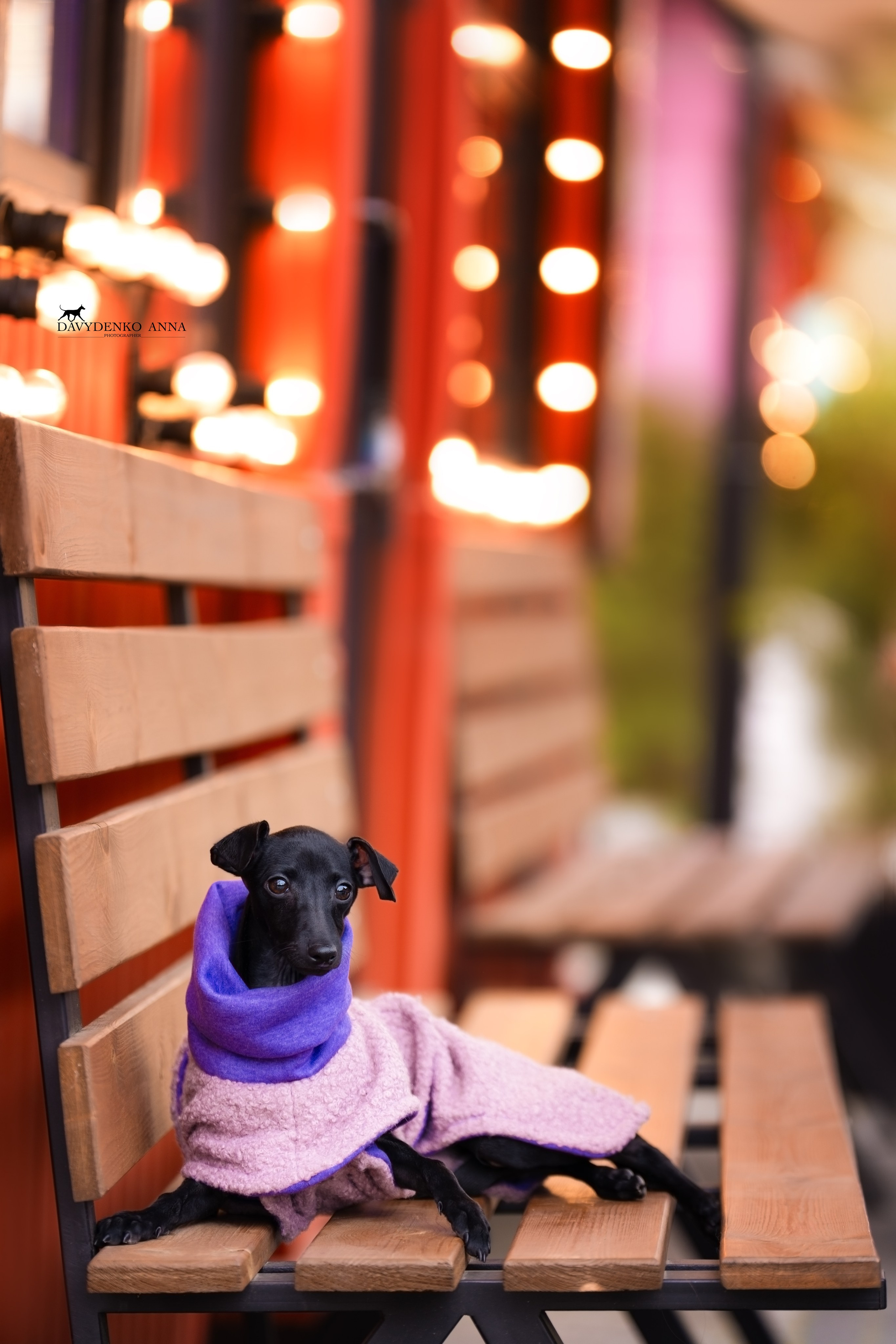 фотосессия собак краснодар выставка собак фотограф анималист сочи левретка