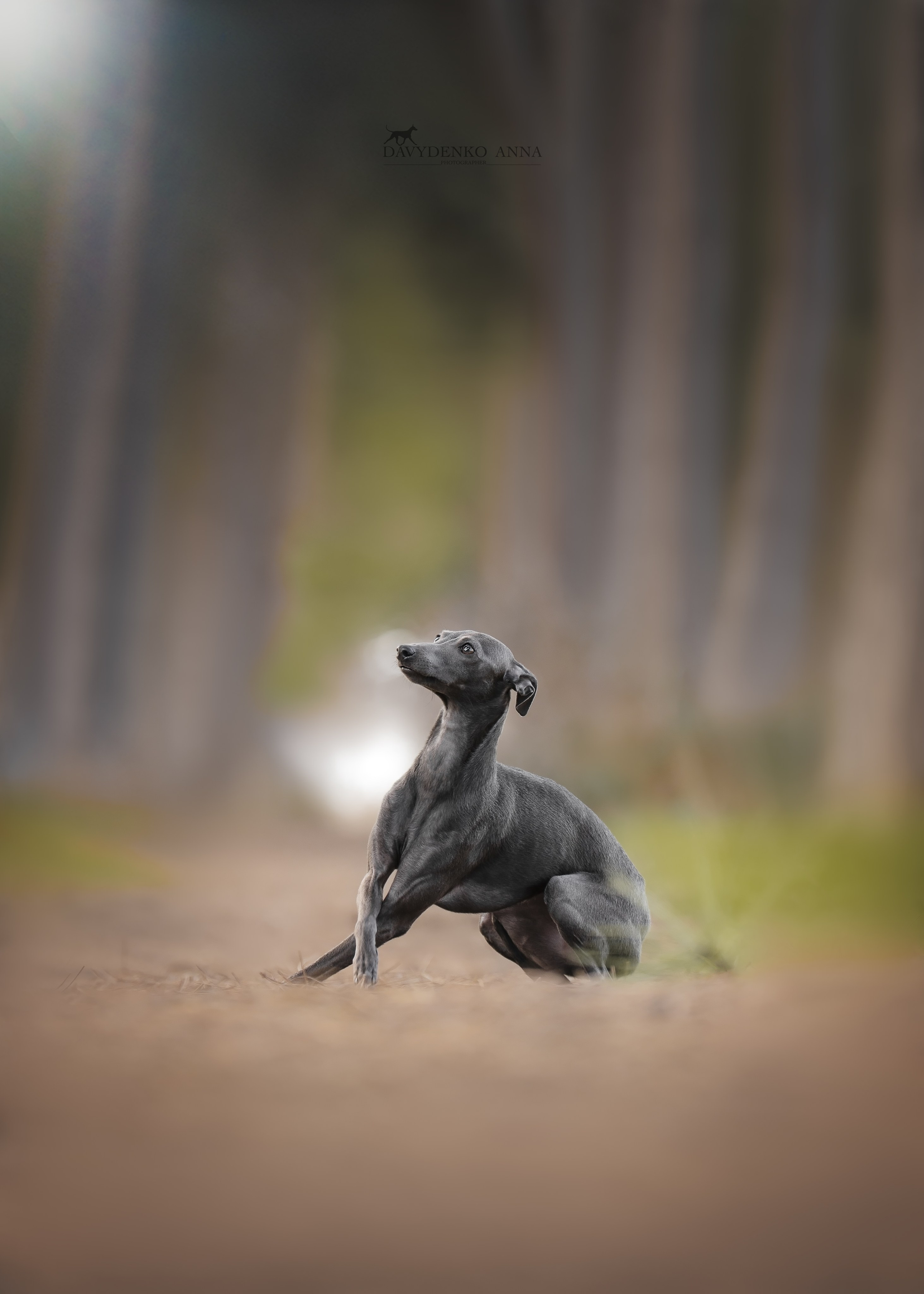 фотосессия собак краснодар выставка собак фотограф анималист сочи левретка хеппи Хистори 