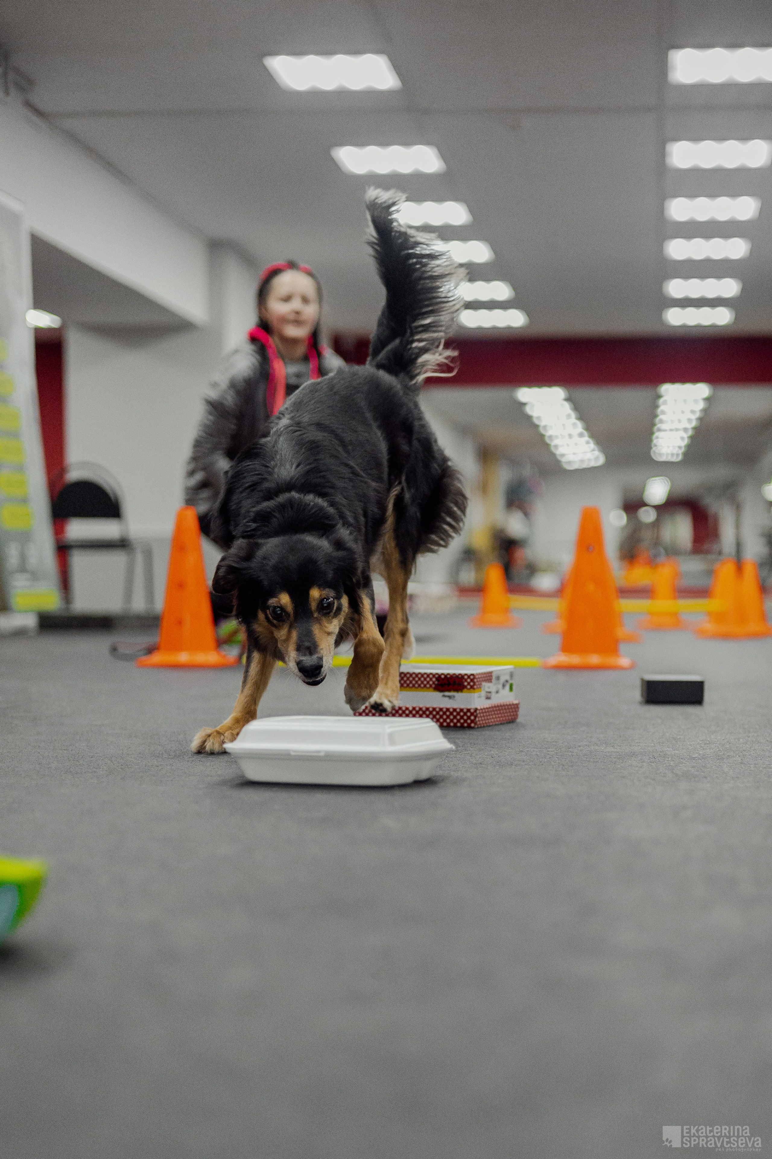 NoseWork. Фотограф Анималист Екатерина Справцева в Нижнем Новгороде