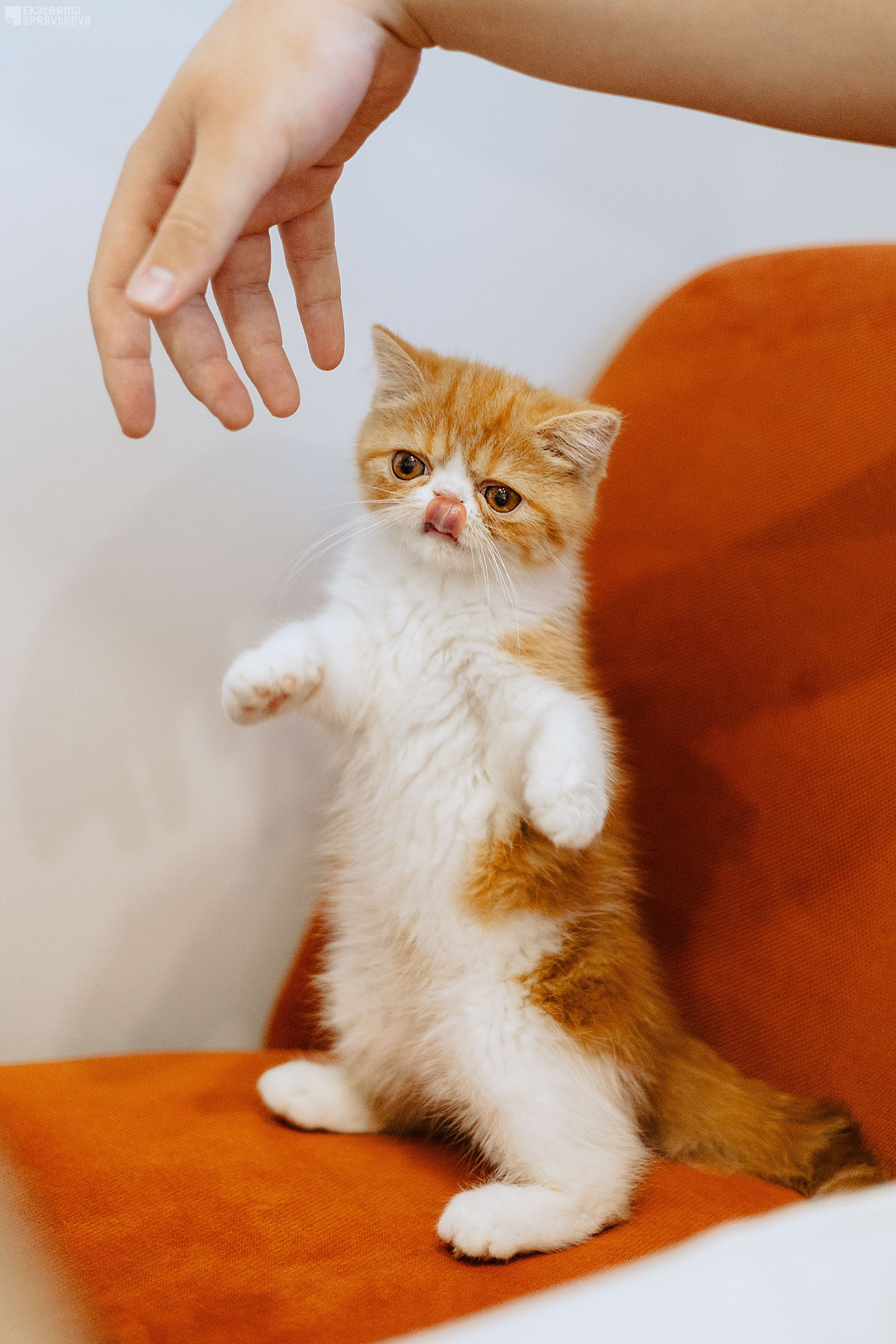 Малыш Уникум, Лиза и Миша. Фотограф Анималист Екатерина Справцева в Нижнем Новгороде