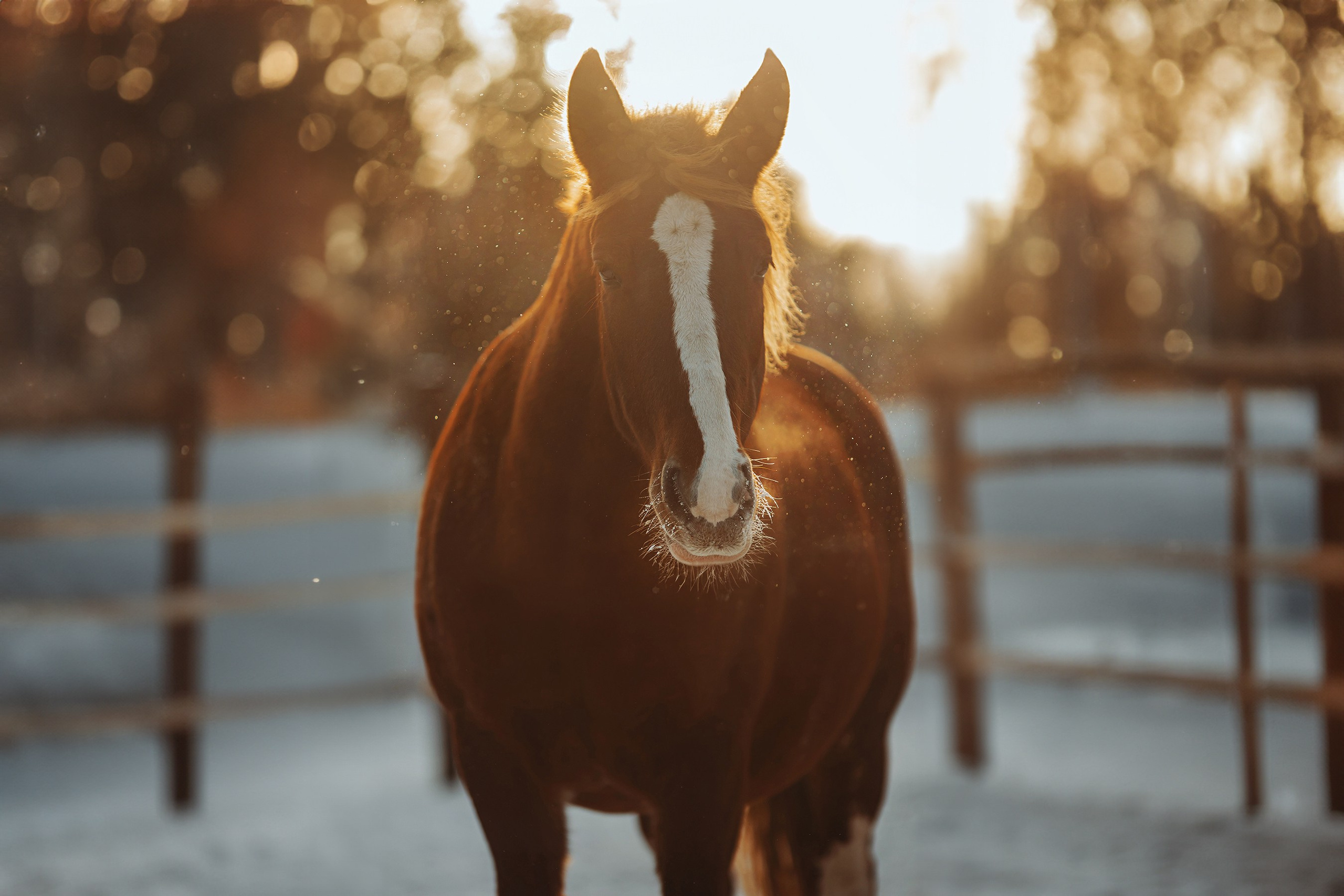 Съемка для лошадей. Анна Молчанова конный фотограф в Тюмени | фотосессии с лошадьми Тюмень