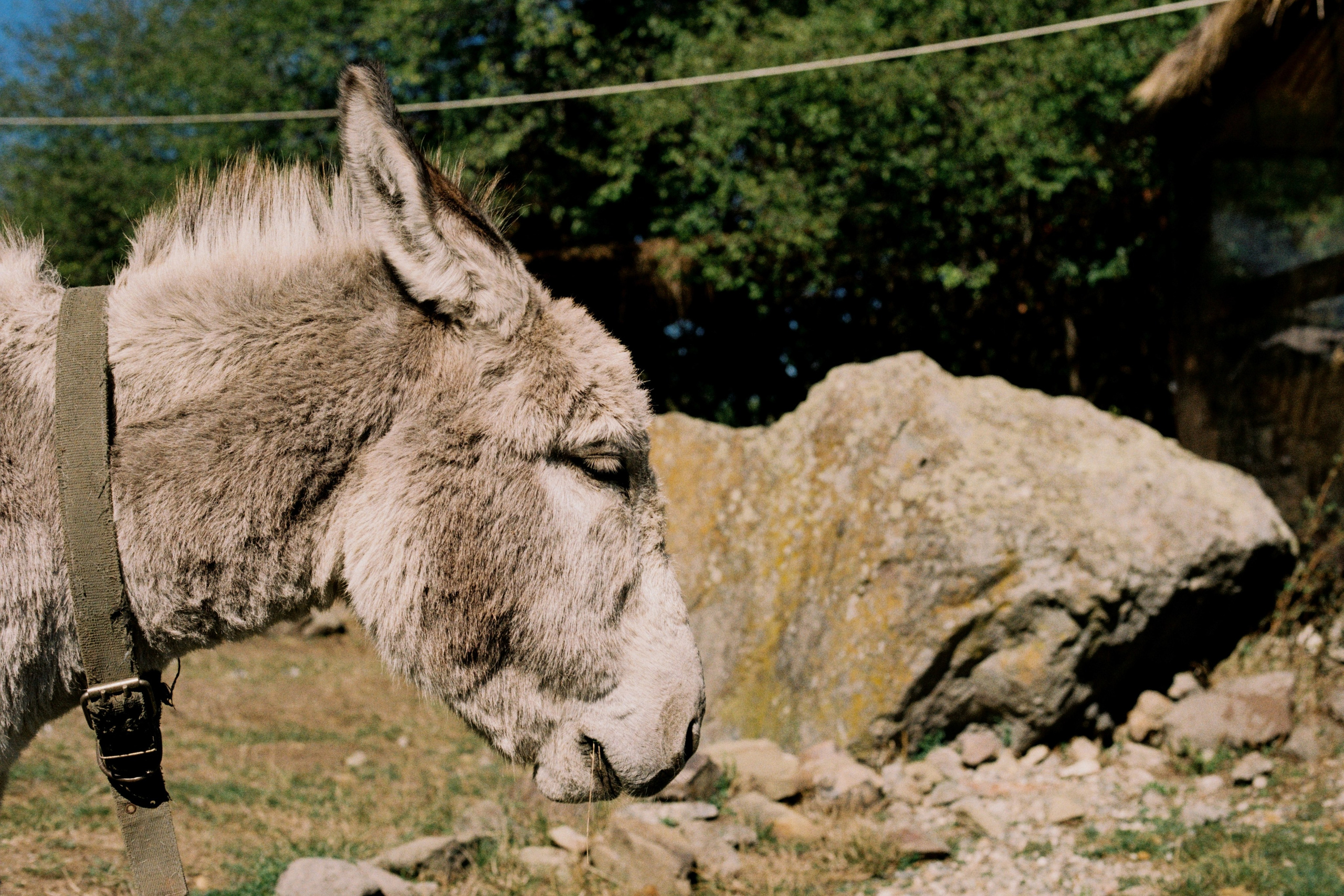KAVKAZ. Kirill Shashkov