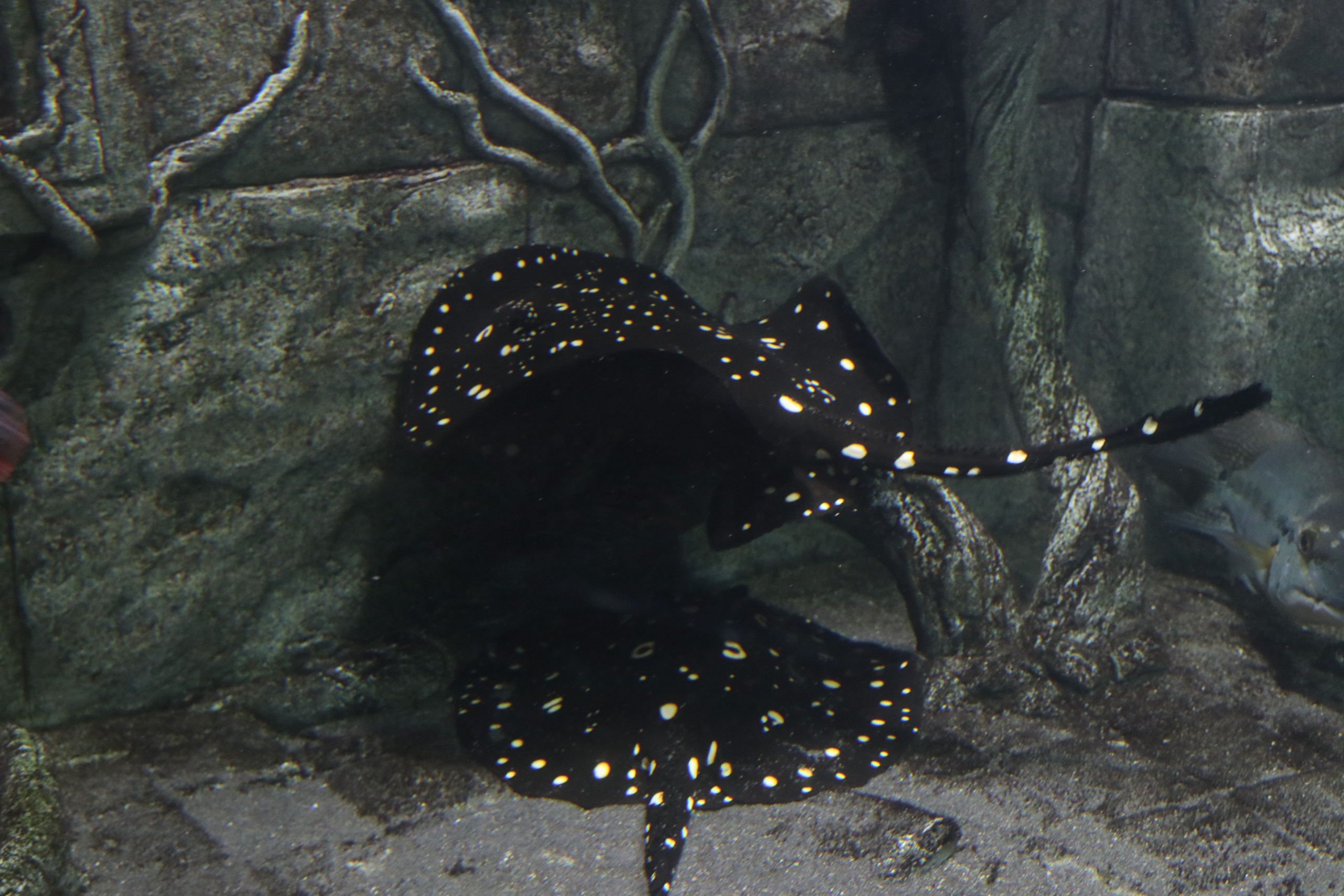 Крым. ЮБК (Севастополь, Кастрополь, Ялта). Май 2023. Путешественник-фотограф из Санкт-Петербурга Татьяна Свистулина