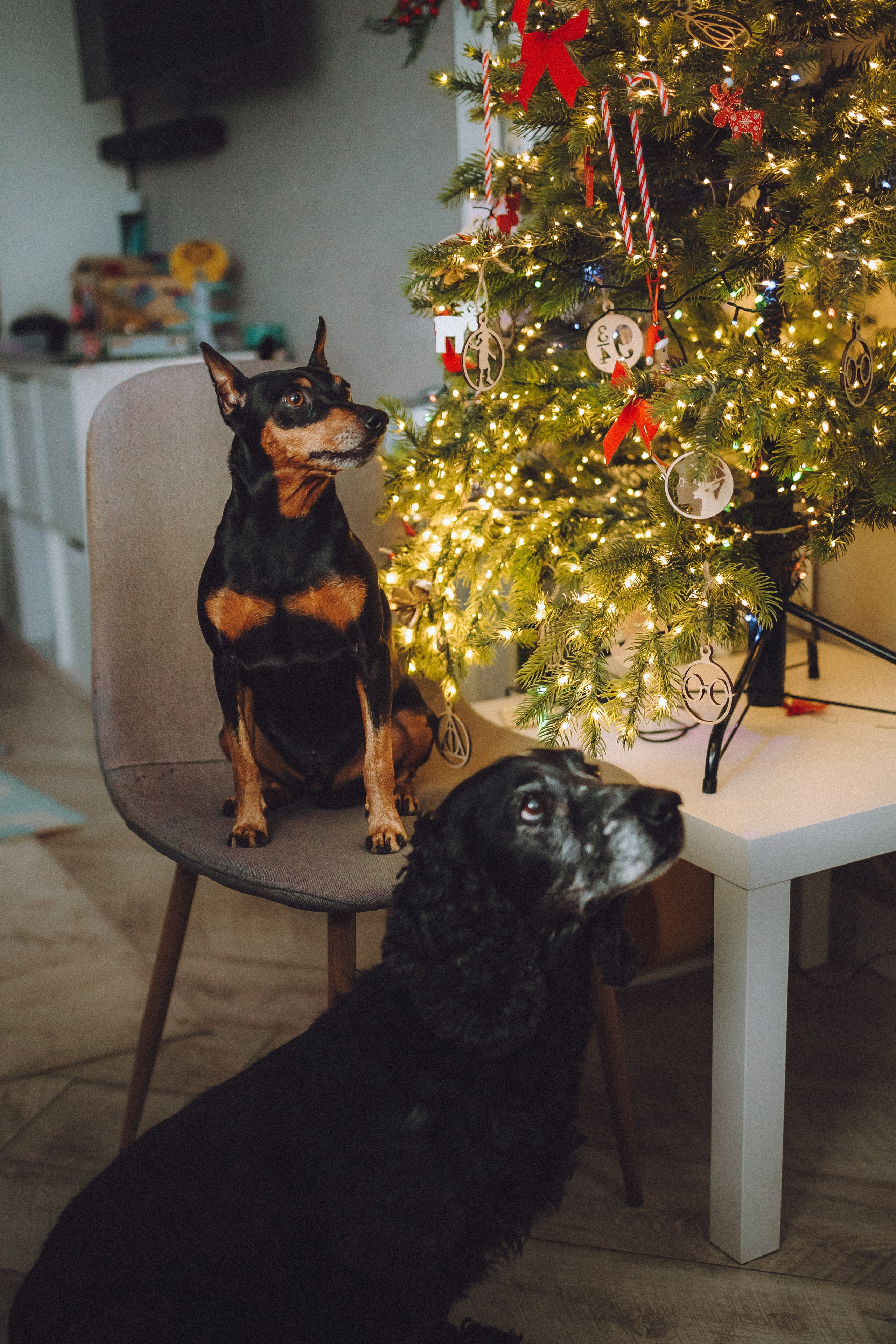 Топик и его семья