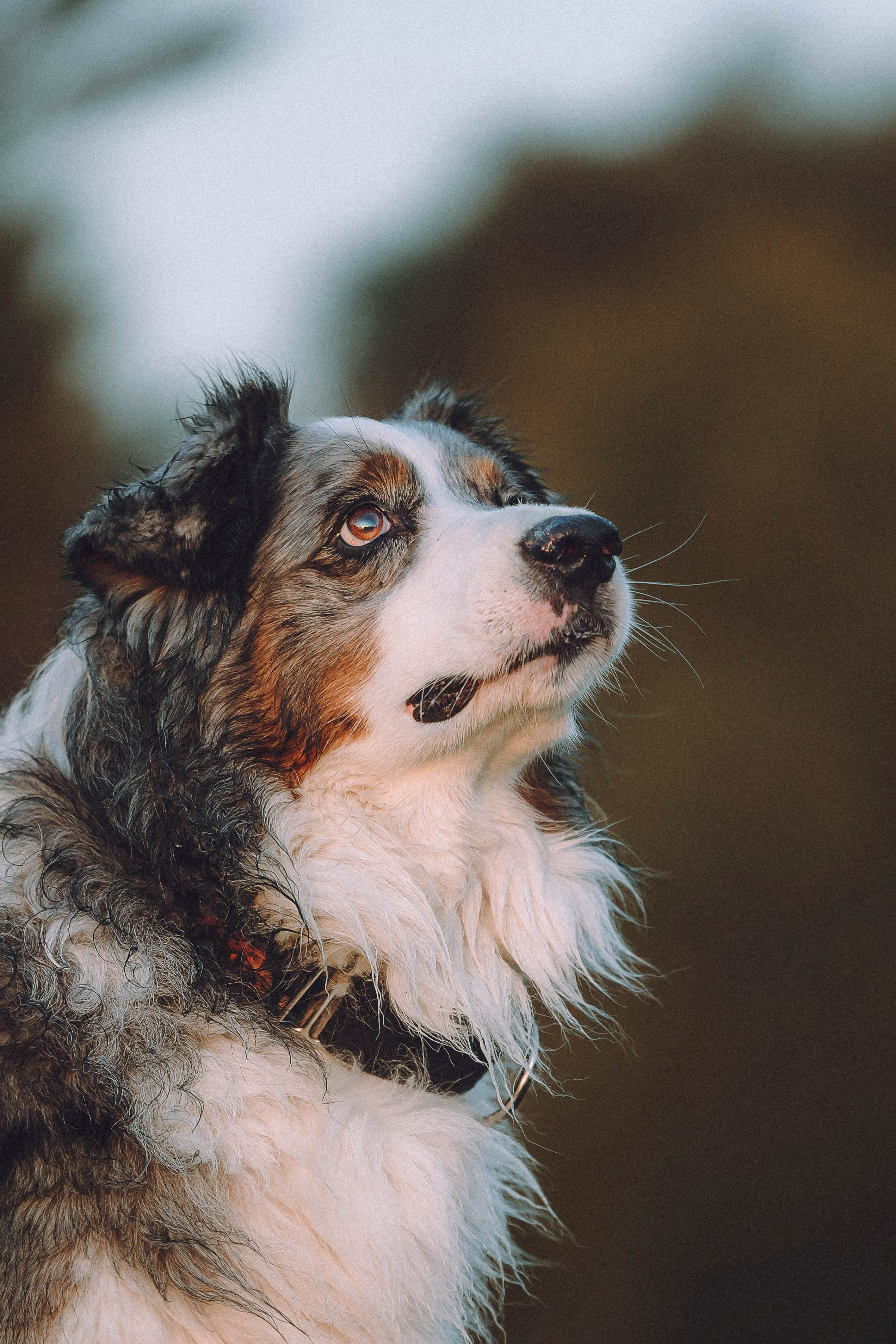 Лена, Принц и Фенек