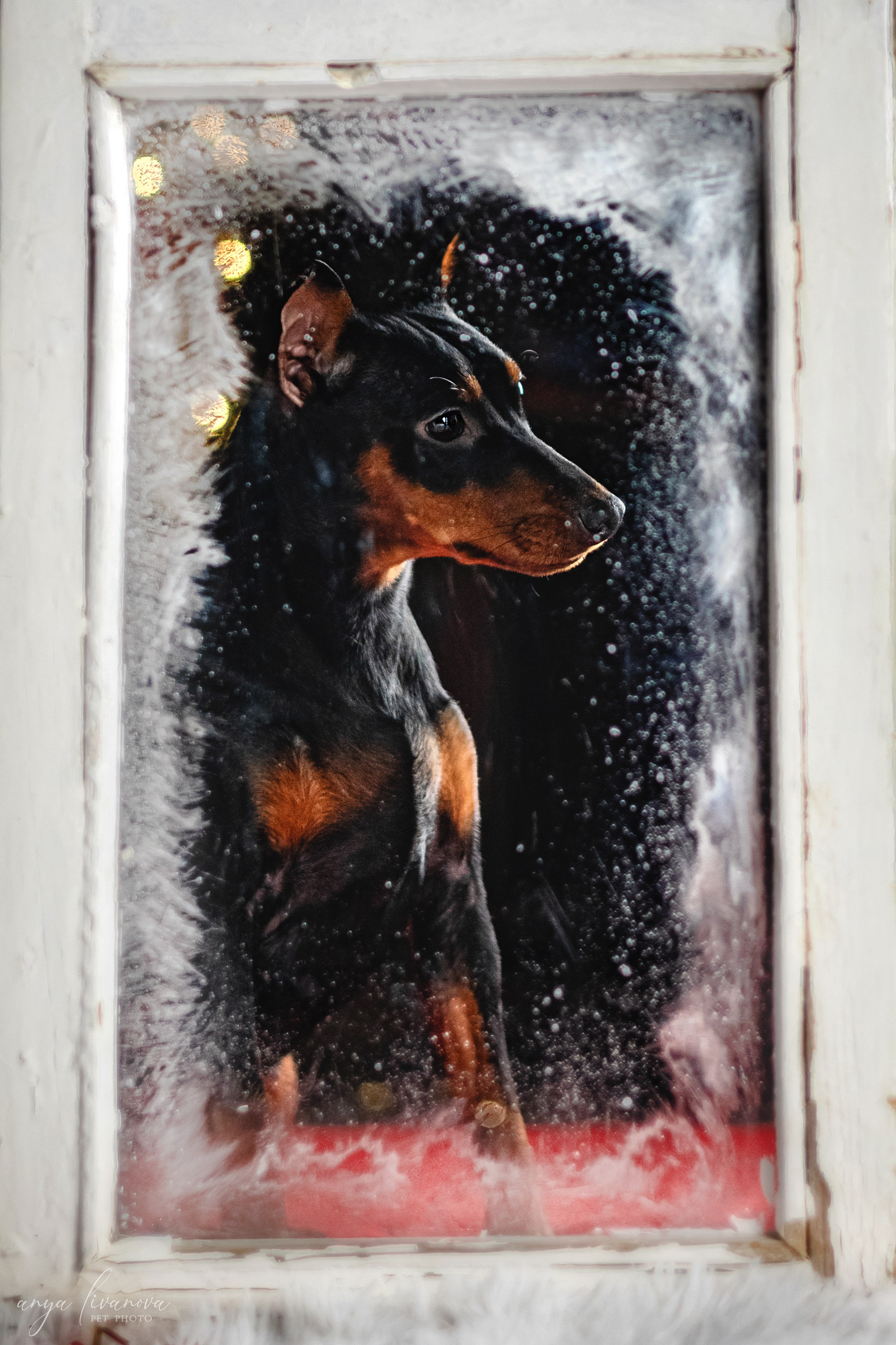 Окошко. Фотограф анималист Аня Ливанова | Рыбинск