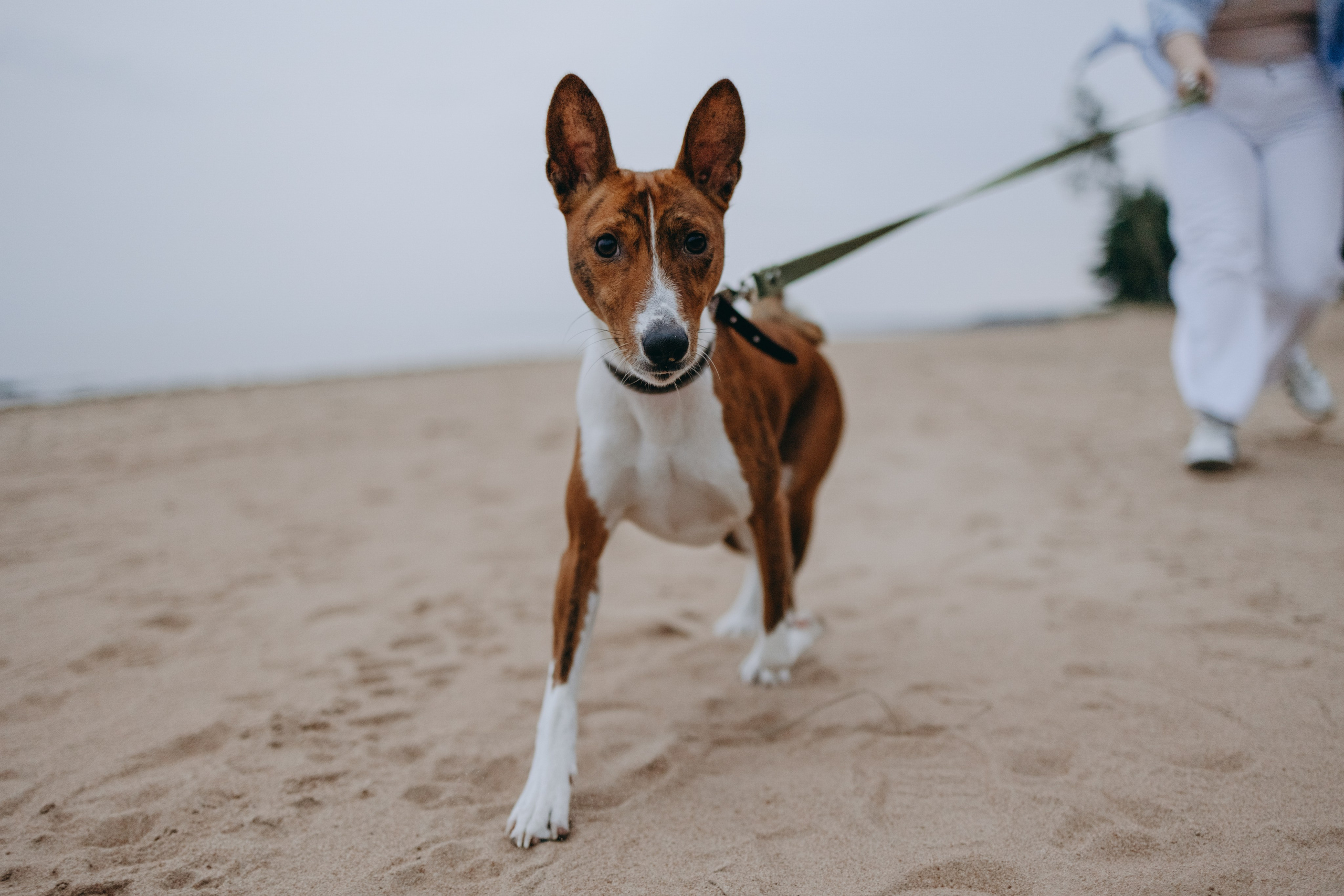 Даша и Арчи. Фотограф — Анималист | Санкт-Петербург