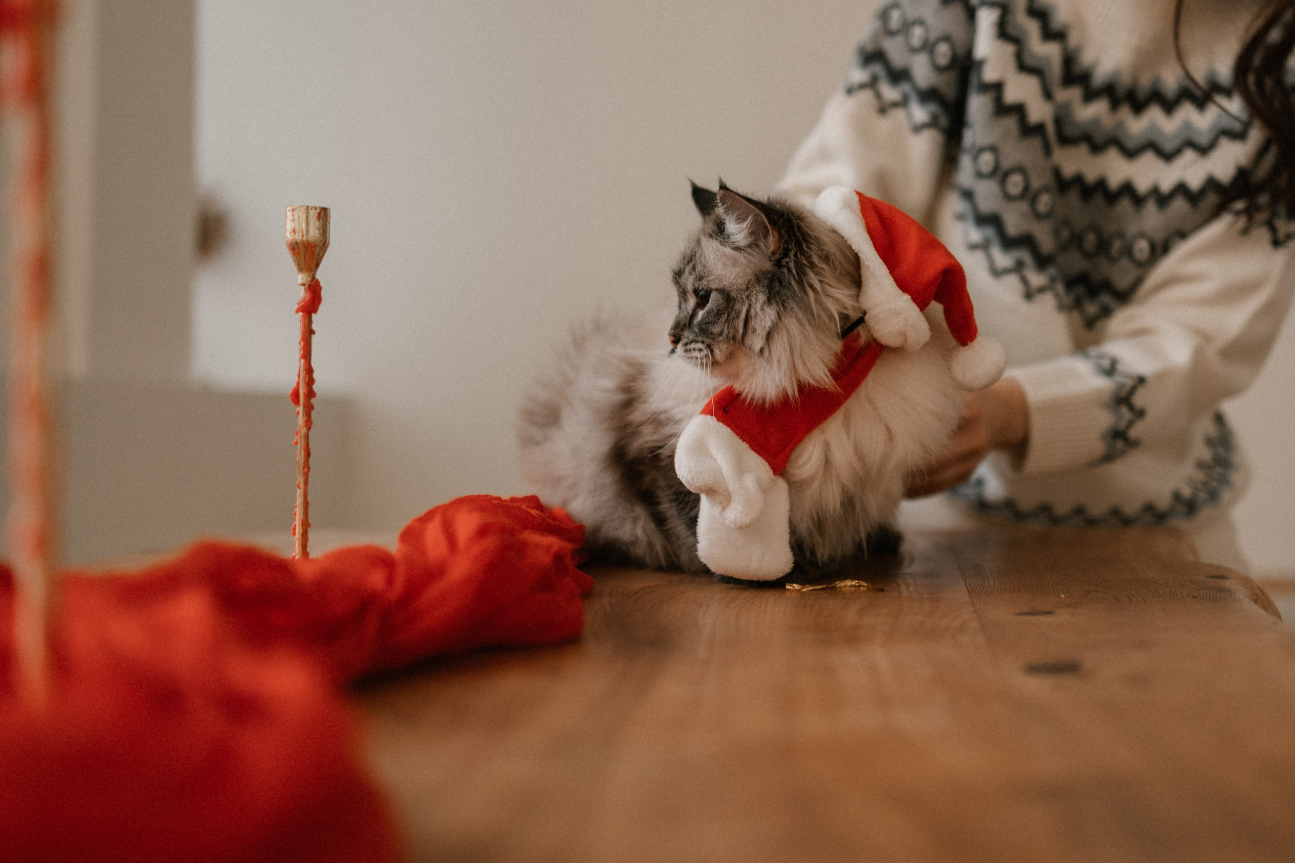 Камилла и ее девочки. Фотограф — Анималист | Санкт-Петербург