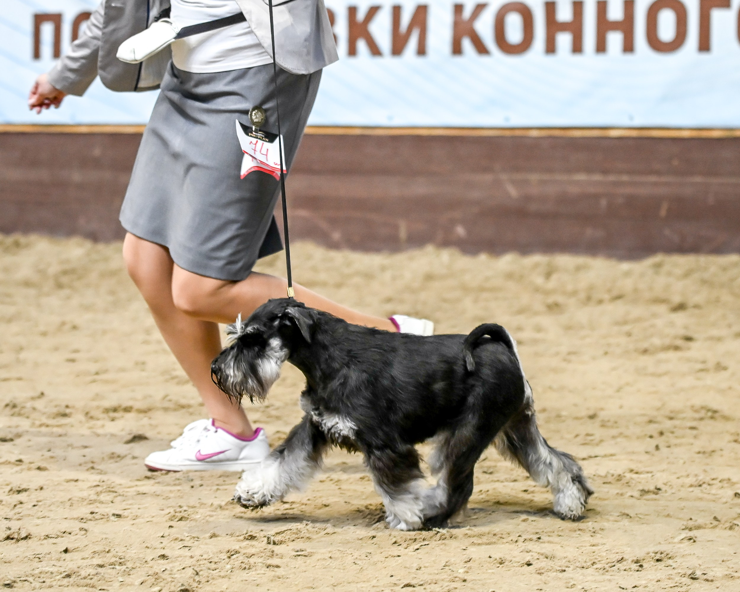Харли/ Delinso Balance Ultima Gail. Питомник цвергшнауцеров в Беларуси «Делинсо Бэлэнс»