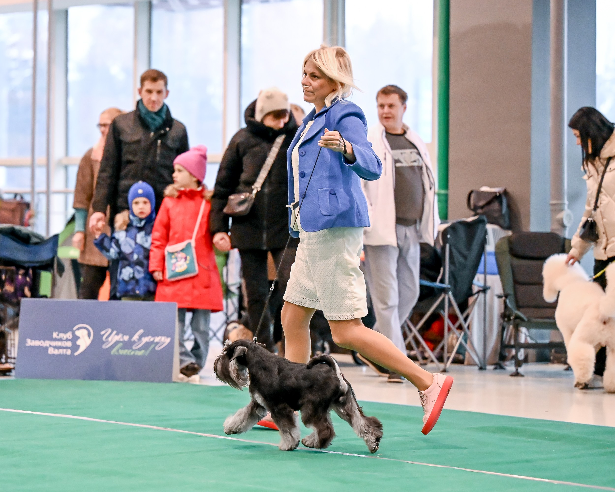 Дариус/ Delinso Balance Chivas Regal. Питомник цвергшнауцеров в Беларуси «Делинсо Бэлэнс»