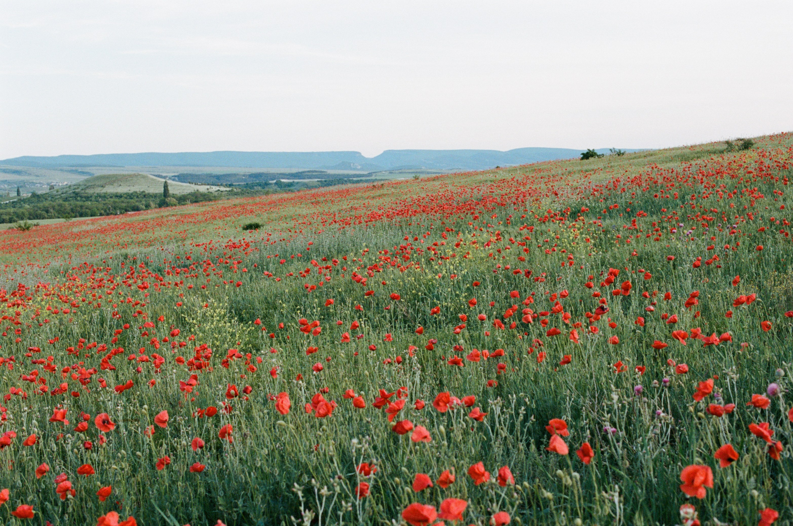 Champagne supernova // ukraine, crimea. EVER EXPOSED
