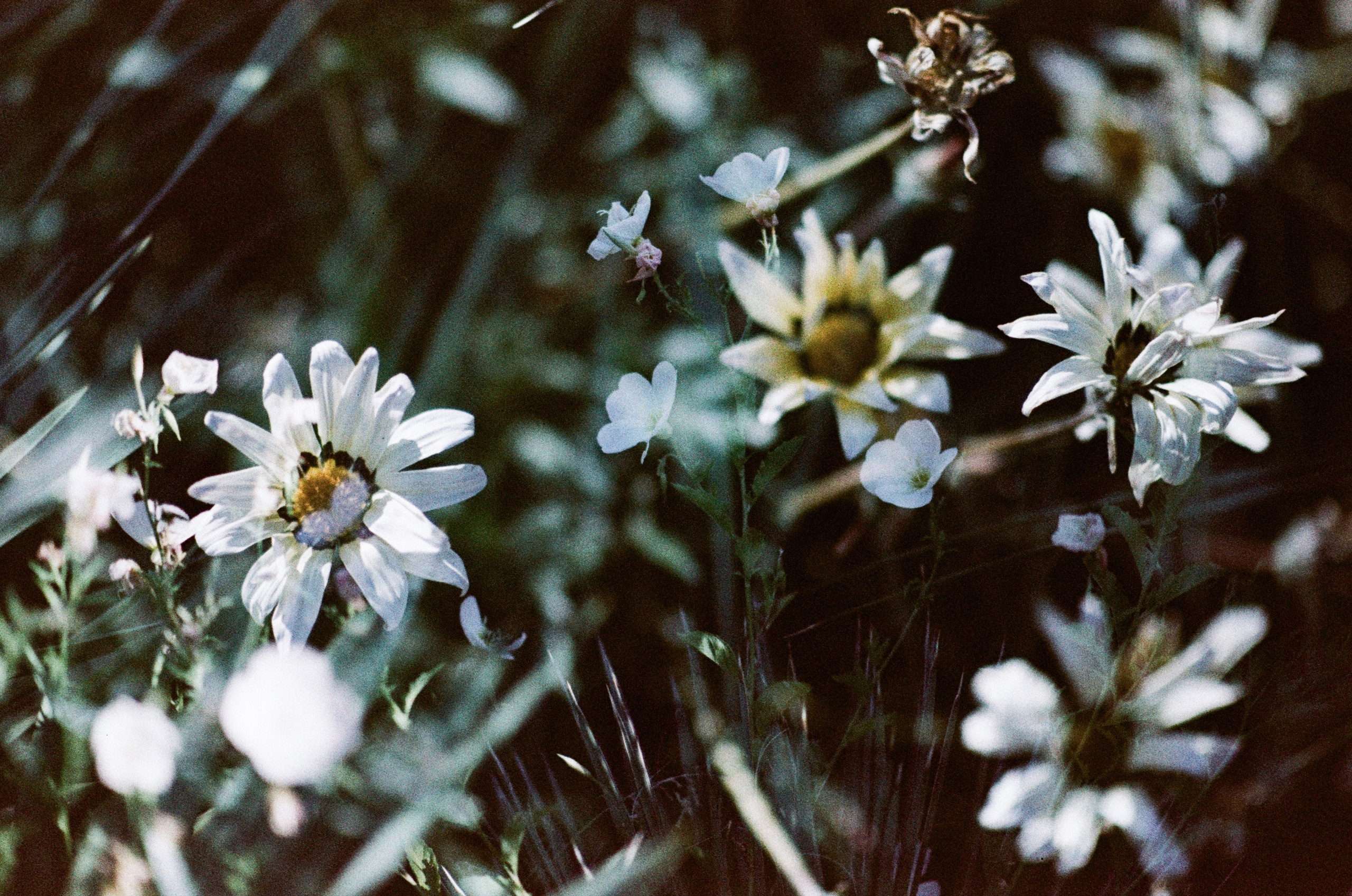 Pain shopping // ukraine, crimea. EVER EXPOSED