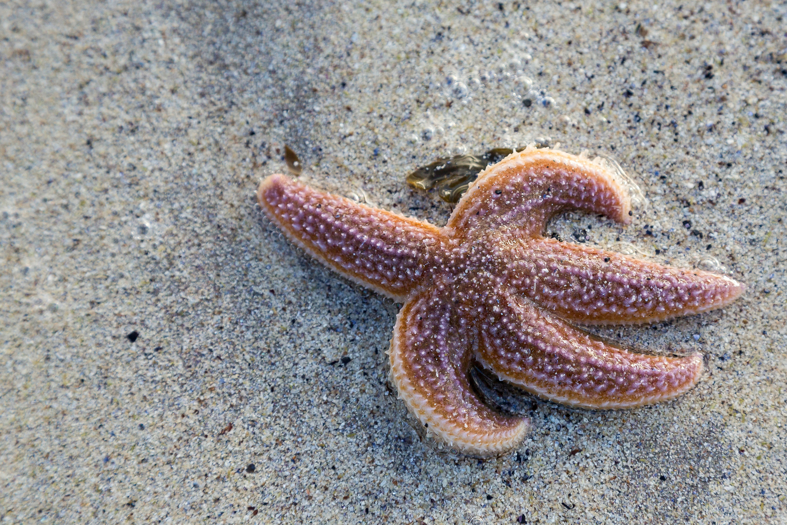 Баренцево море. Пейзажи Крайнего Севера. Баренцево море, Рыбачий, Средний, Немецкий