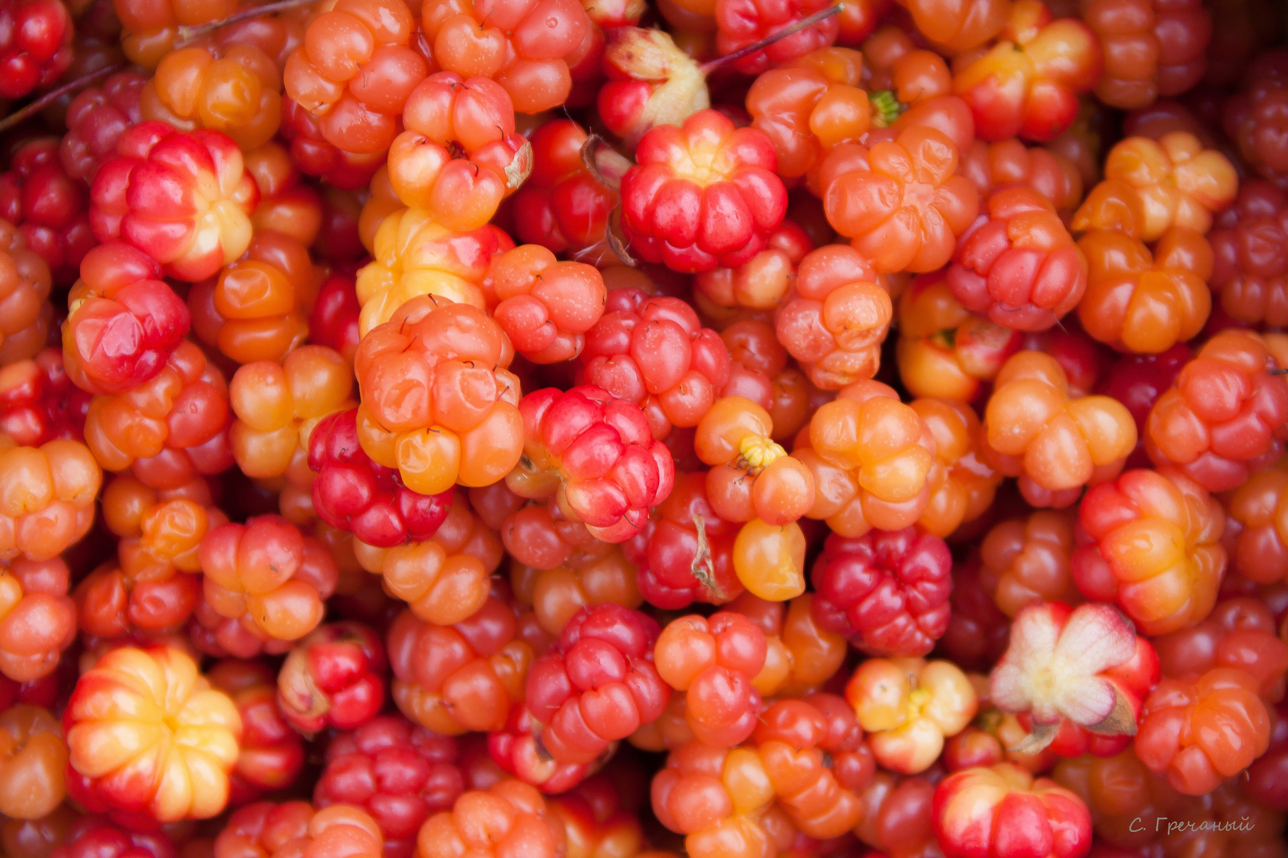 Мир растений. Пейзажи Крайнего Севера. Баренцево море, Рыбачий, Средний, Немецкий