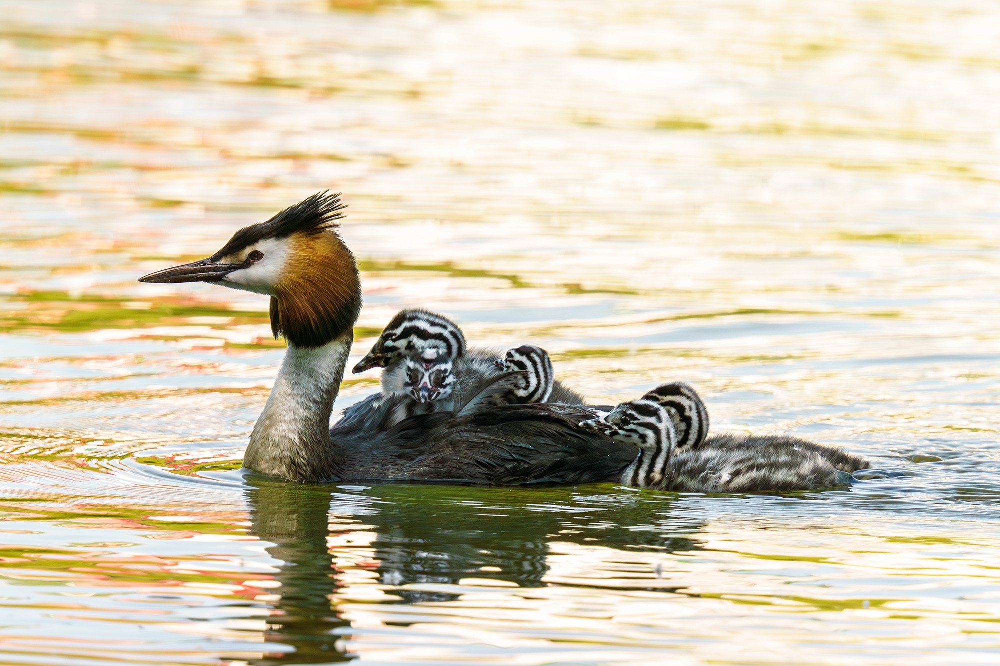 Удивительные мир птиц. Вокруг нас столько прекрасного — присмотритесь!. Ваш личный фотограф Марина Волкова