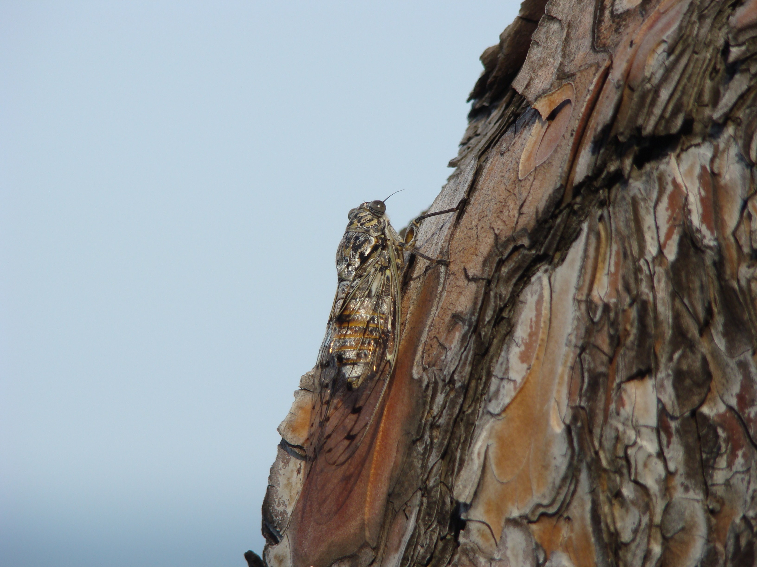 Кабардинка (фото Зевиных) 25.06-24.07.2008. Семейный, Свадебный фотограф СПБ Питер— Романова Екатерина