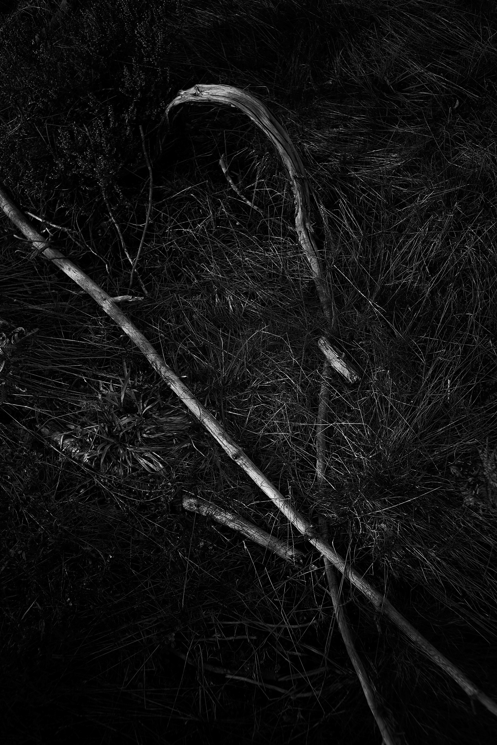 Формы Дерева 22г -…. Фотограф и оператор мероприятий, концертов и портретов в городе Москва