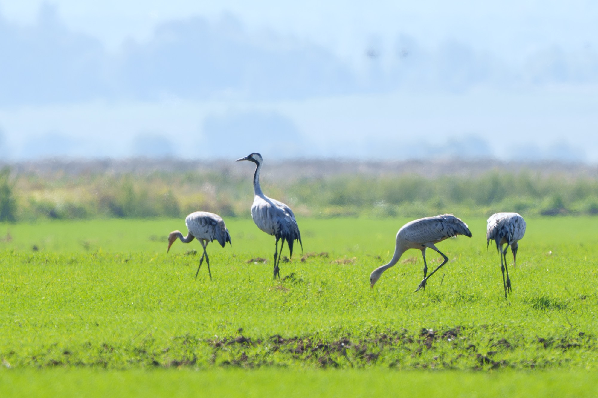 Удивительные мир птиц. Вокруг нас столько прекрасного — присмотритесь!. Ваш личный фотограф Марина Волкова