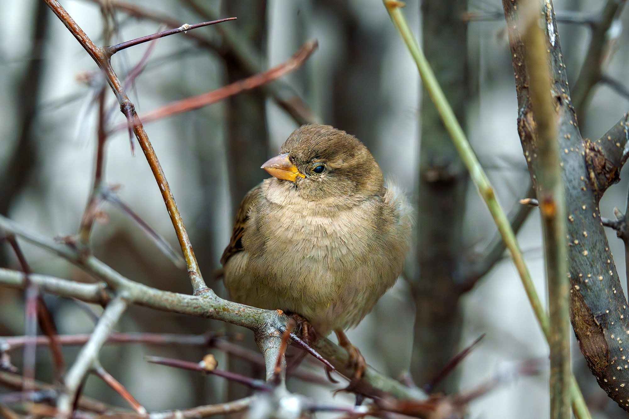 Удивительные мир птиц. Вокруг нас столько прекрасного — присмотритесь!. Ваш личный фотограф Марина Волкова